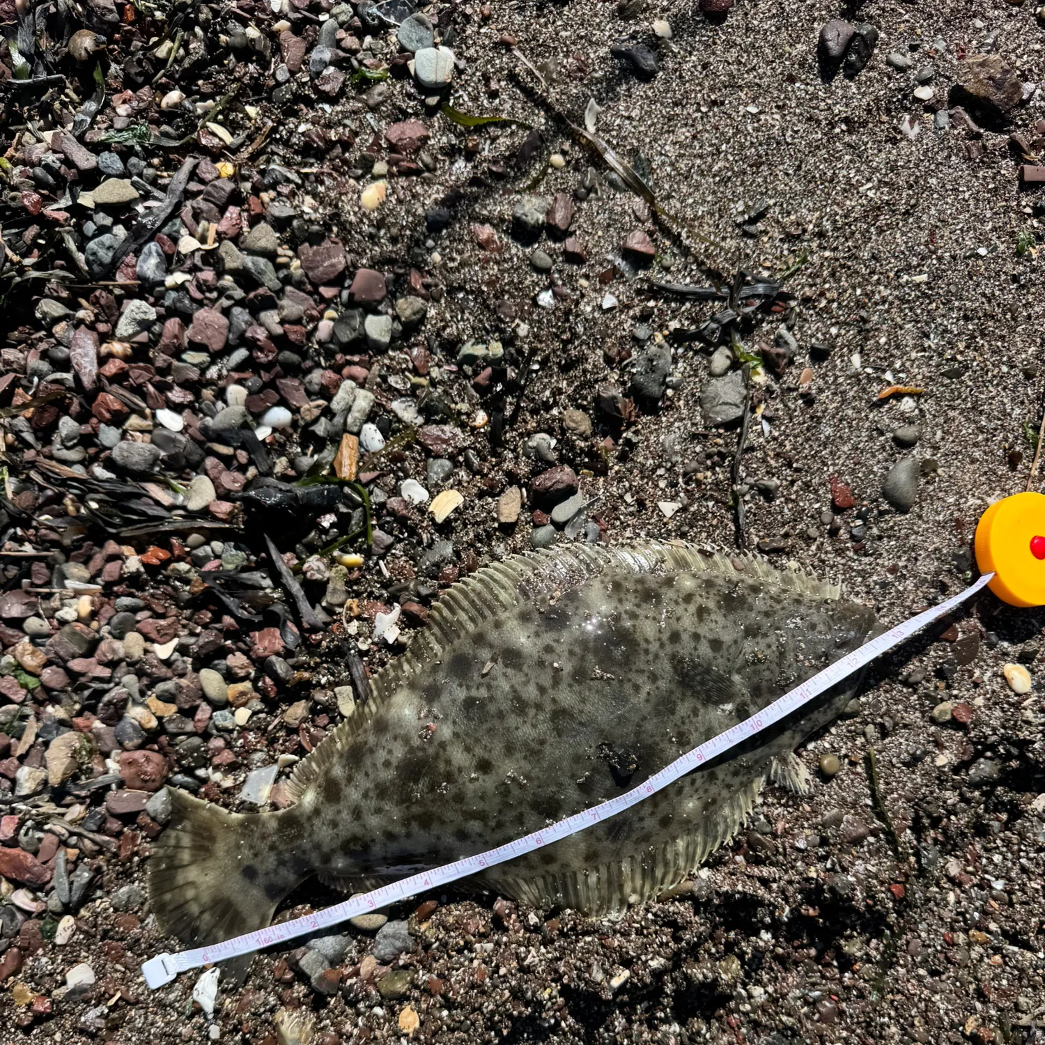 California halibut caught on Fishbrain