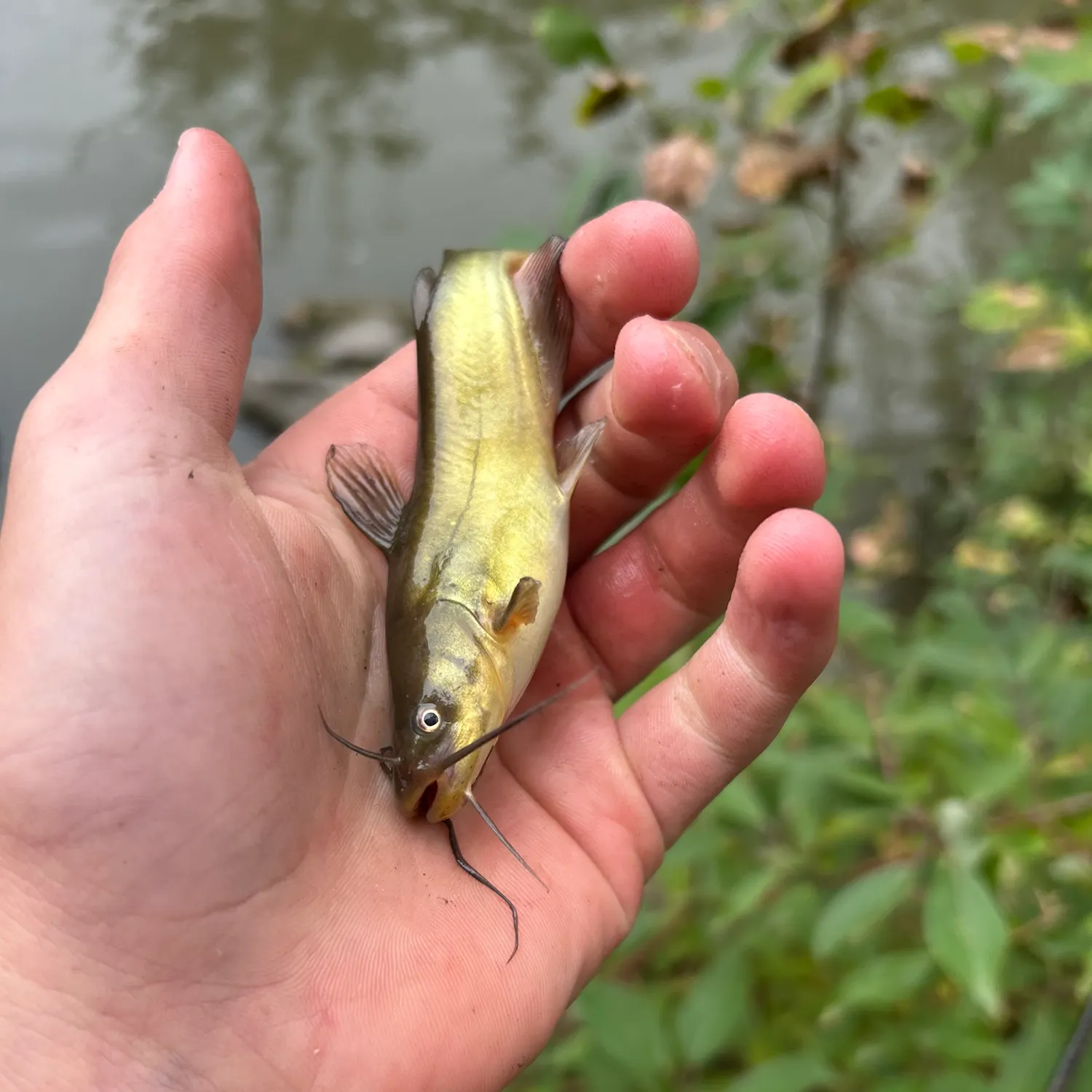 Yellow bullhead caught on Fishbrain