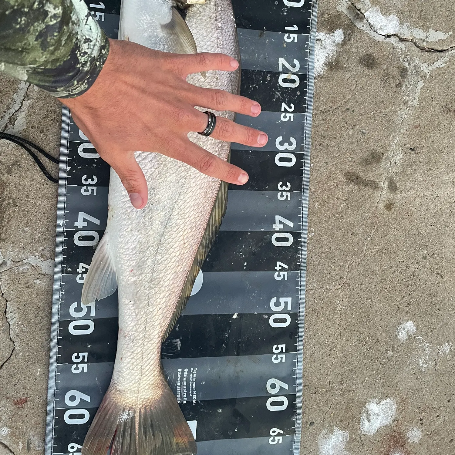 The most recent Japanese meagre catches on Fishbrain