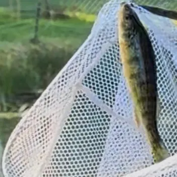 Yellow perch caught on Fishbrain