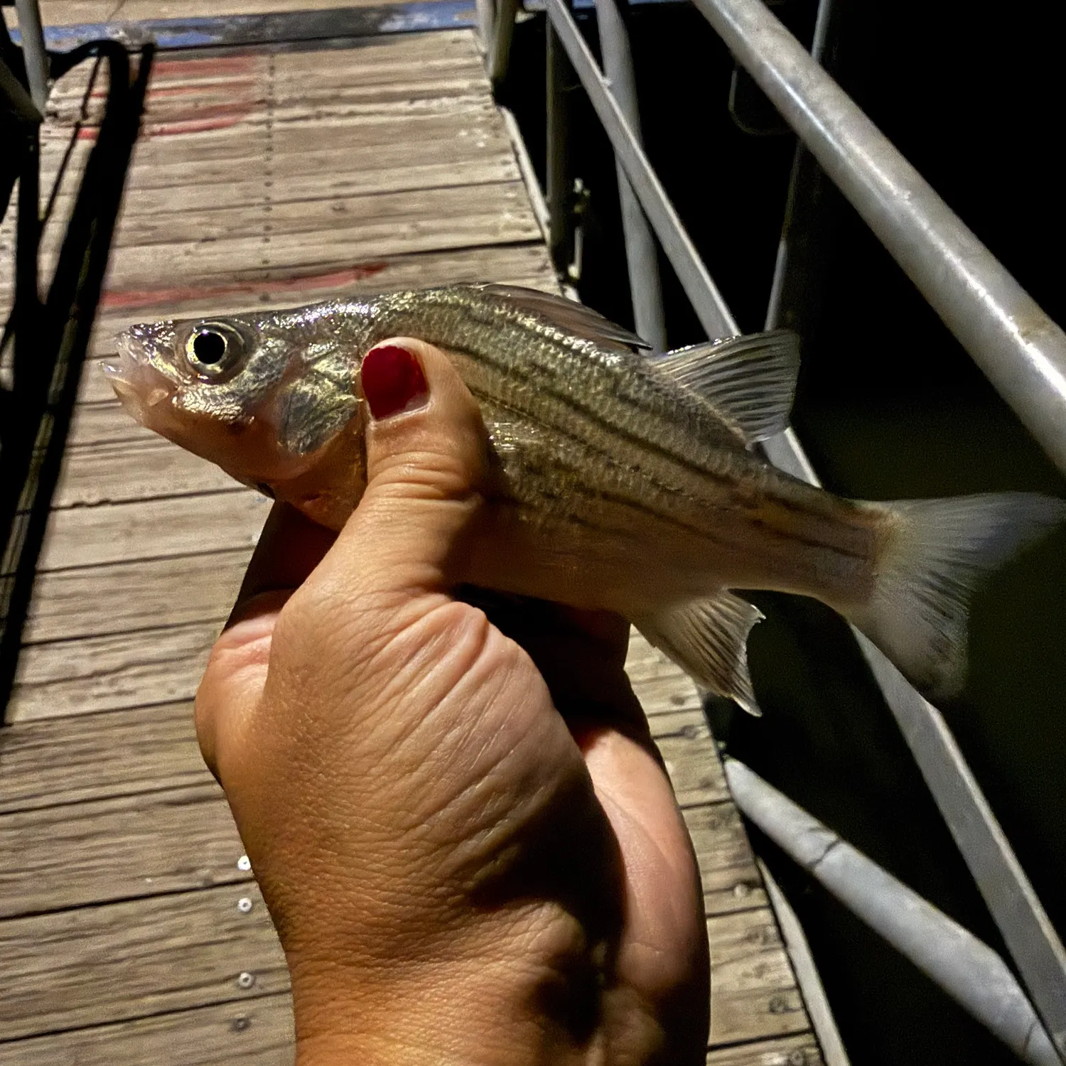 White bass caught on Fishbrain