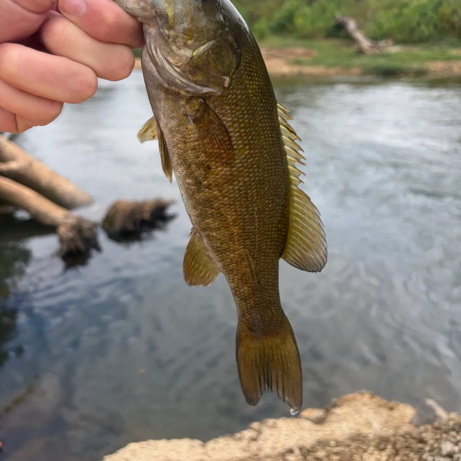 Smallmouth bass caught on Fishbrain