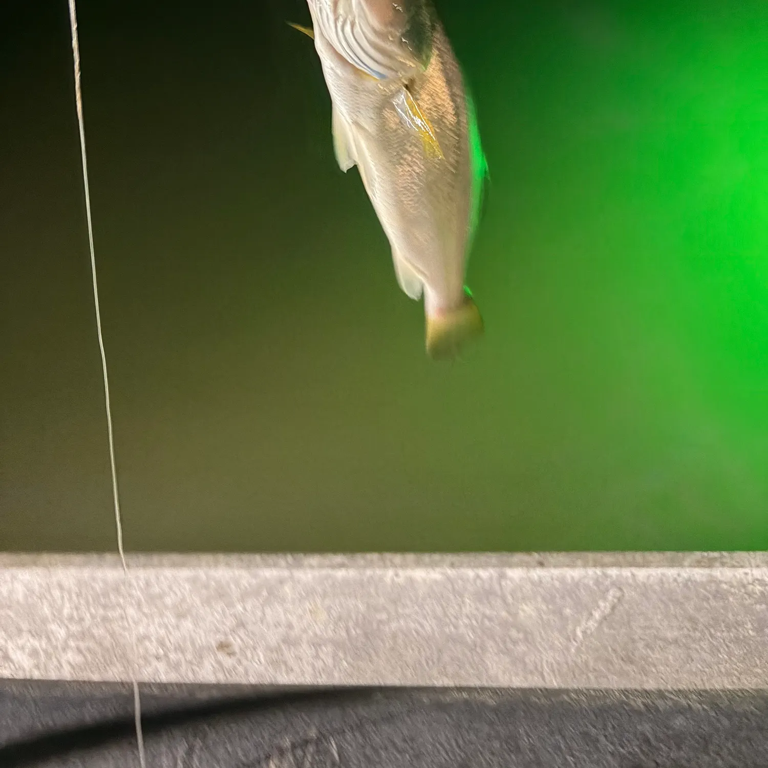 Sand seatrout caught on Fishbrain