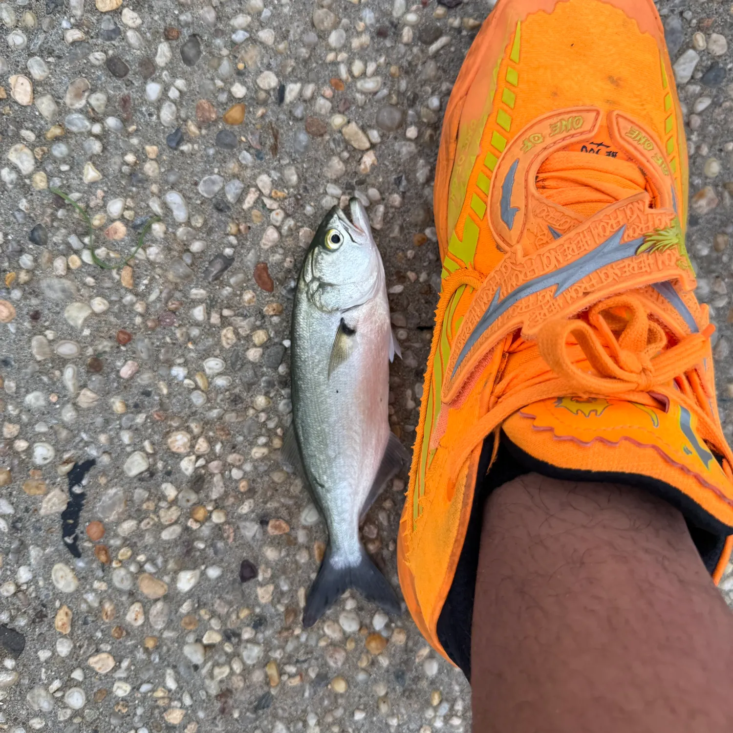 Bluefish caught on Fishbrain