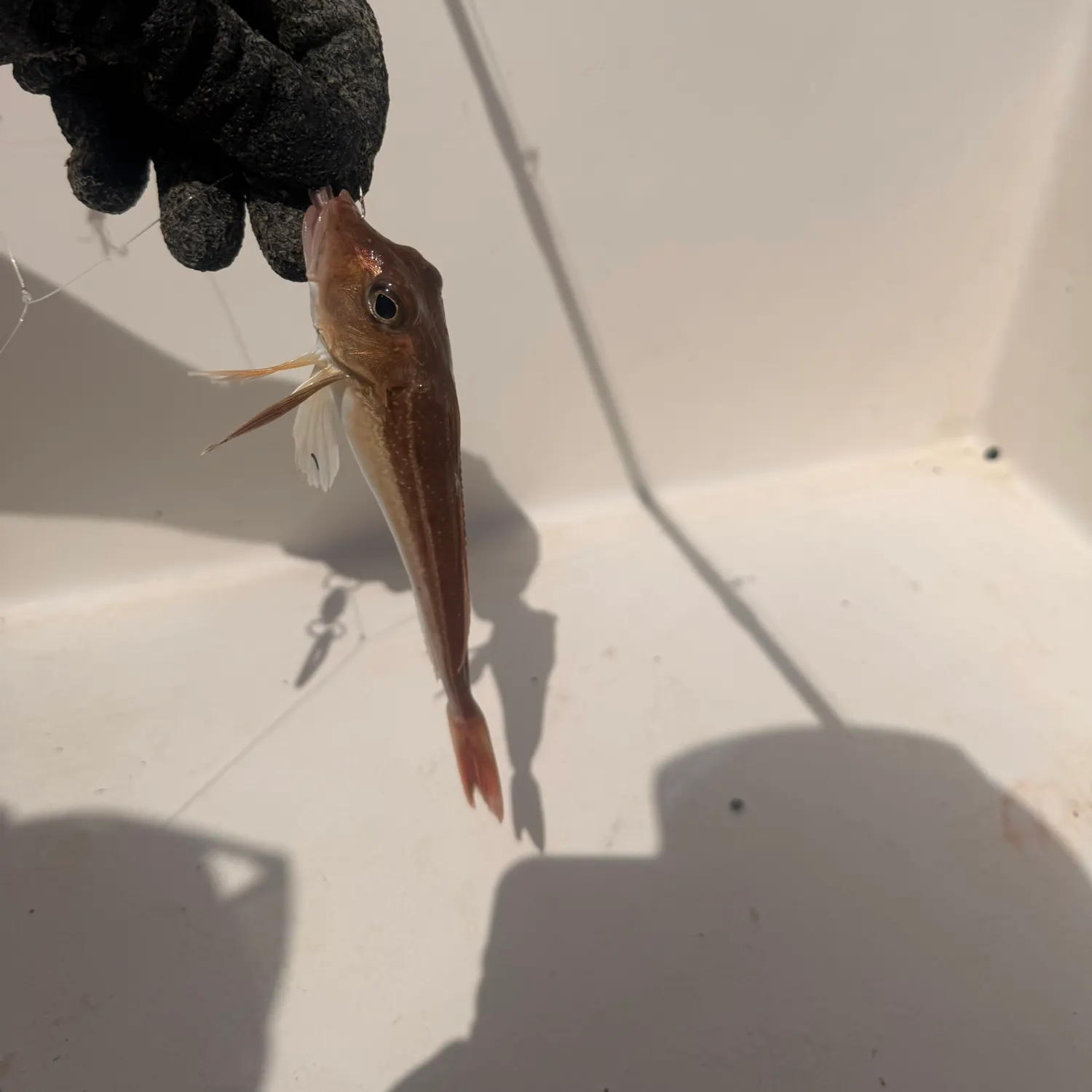 The most recent Red gurnard catches on Fishbrain