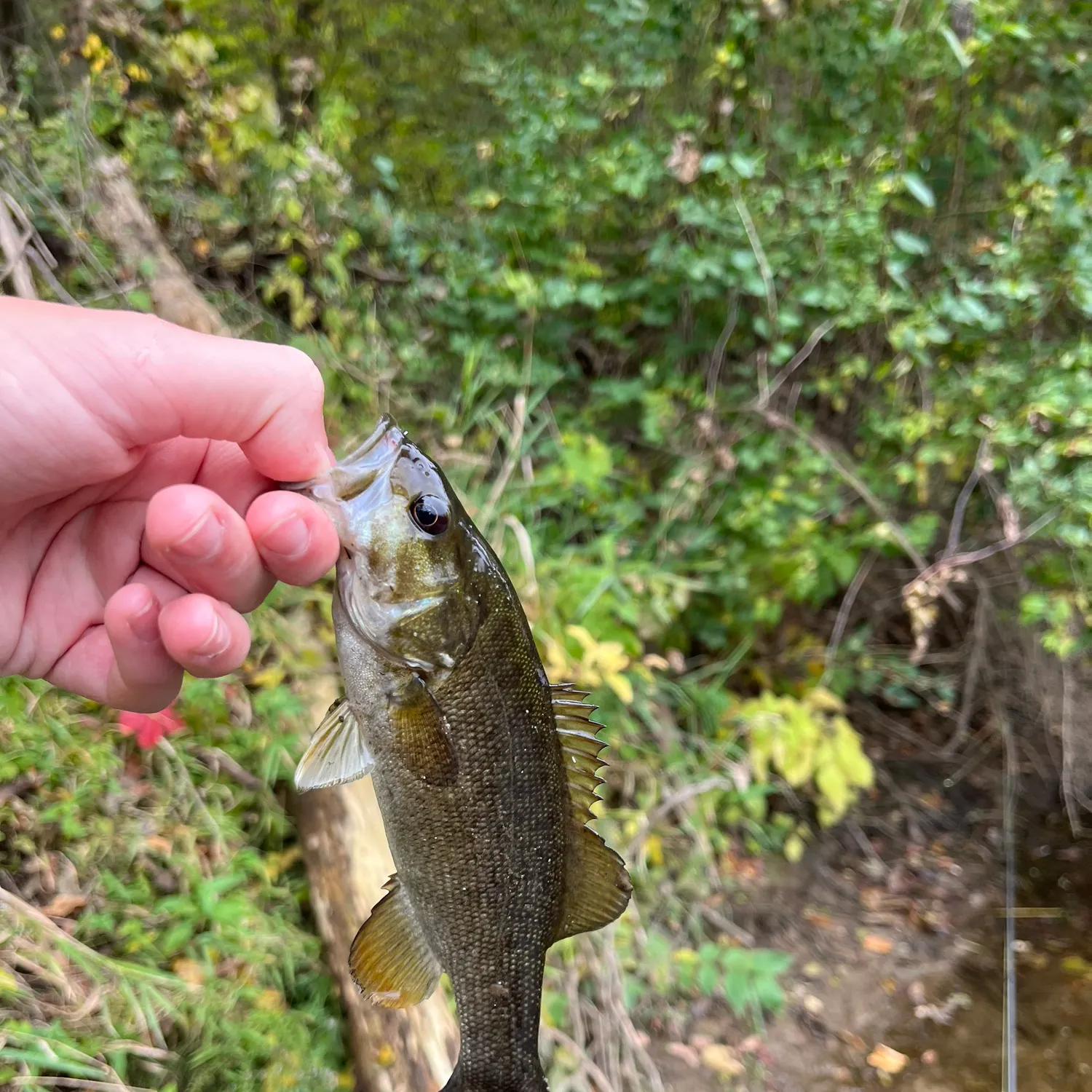Smallmouth bass caught on Fishbrain
