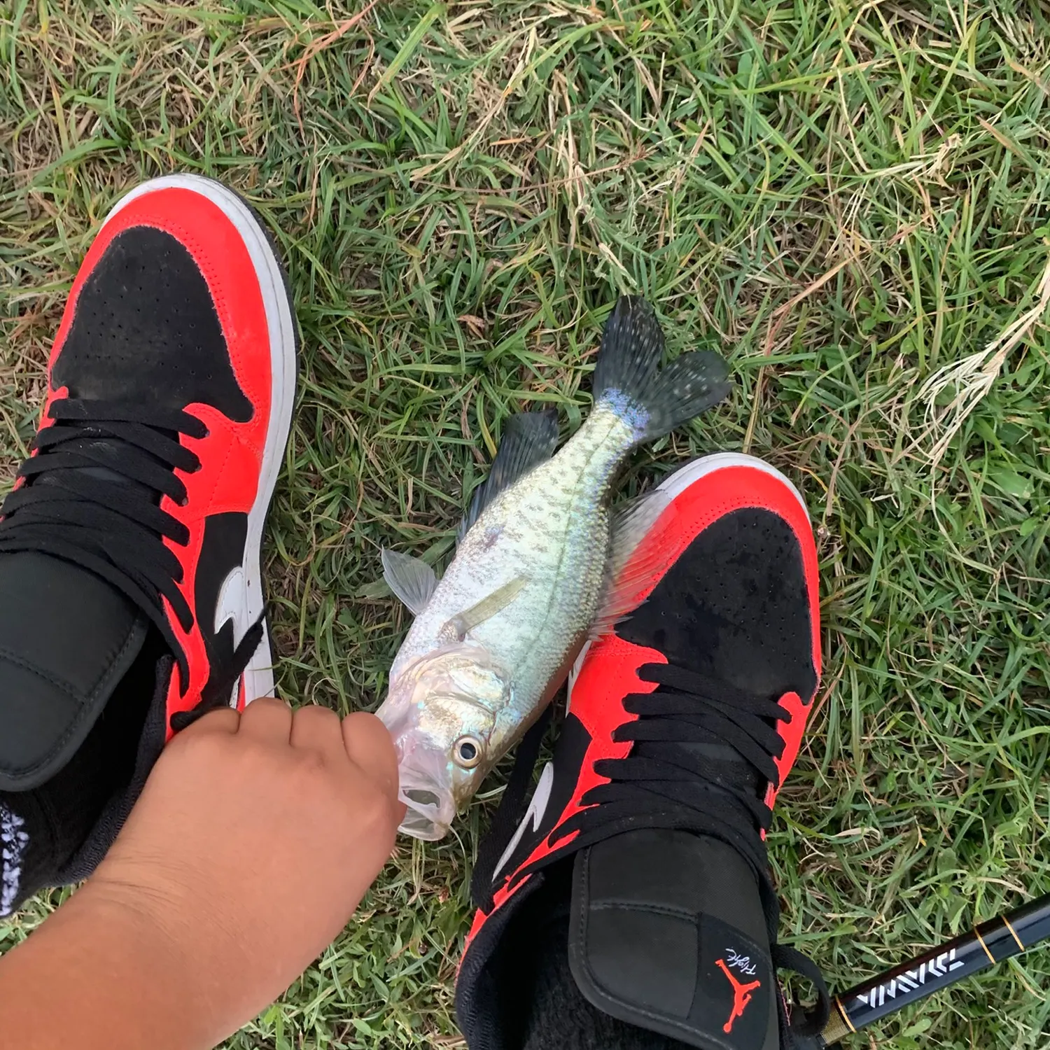 The most recent White crappie catches on Fishbrain