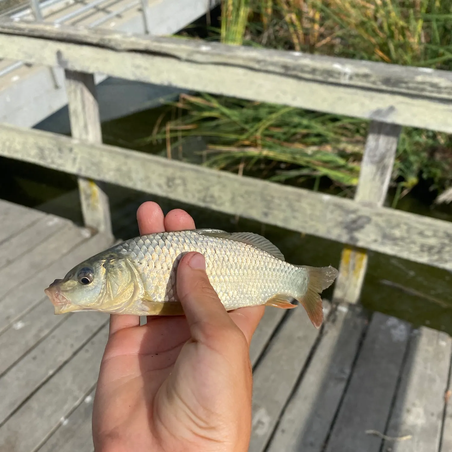 Common carp caught on Fishbrain
