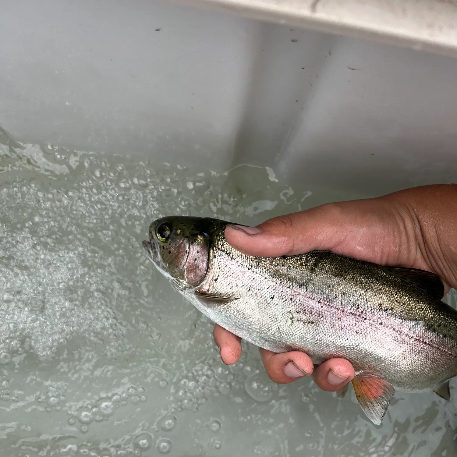 The most recent Kamloops trout catches on Fishbrain