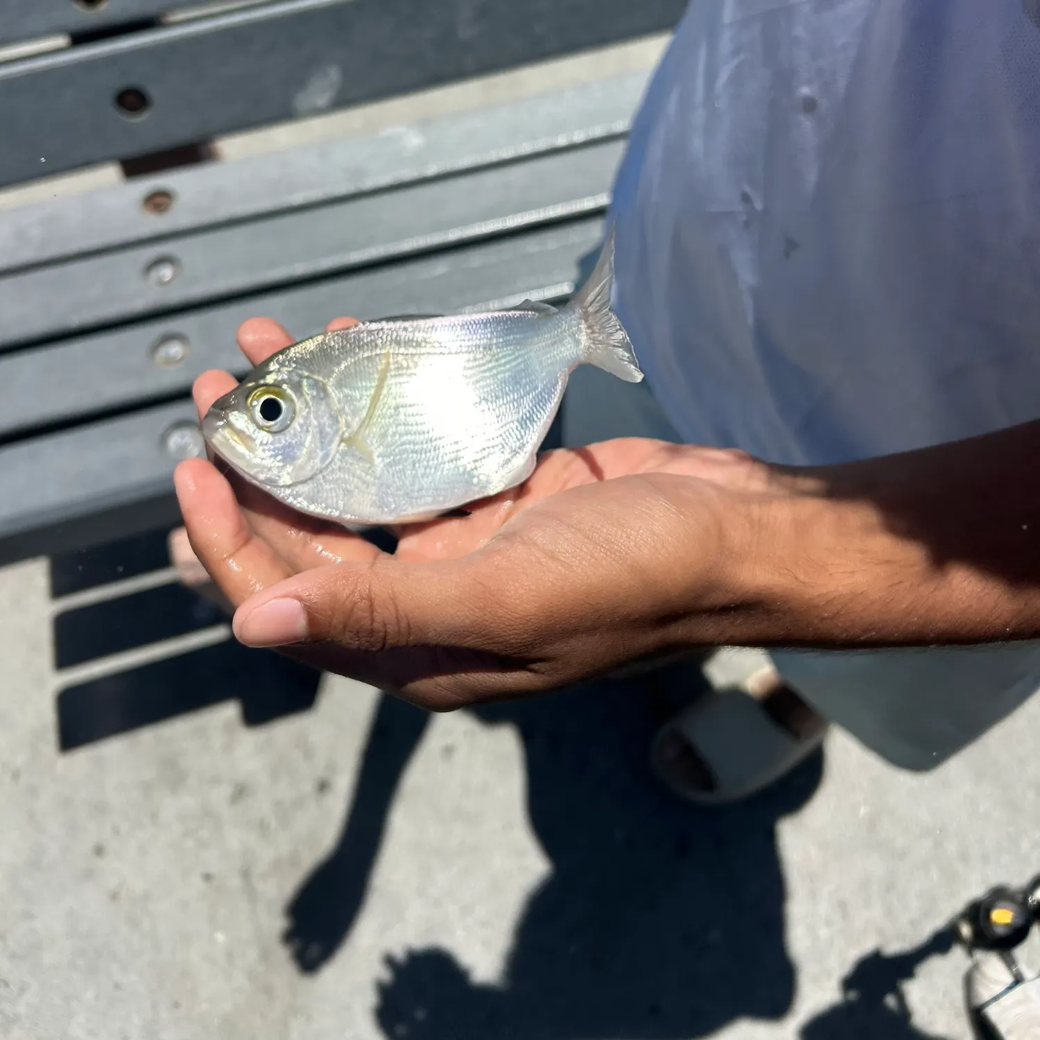 The most recent Silver surfperch catches on Fishbrain