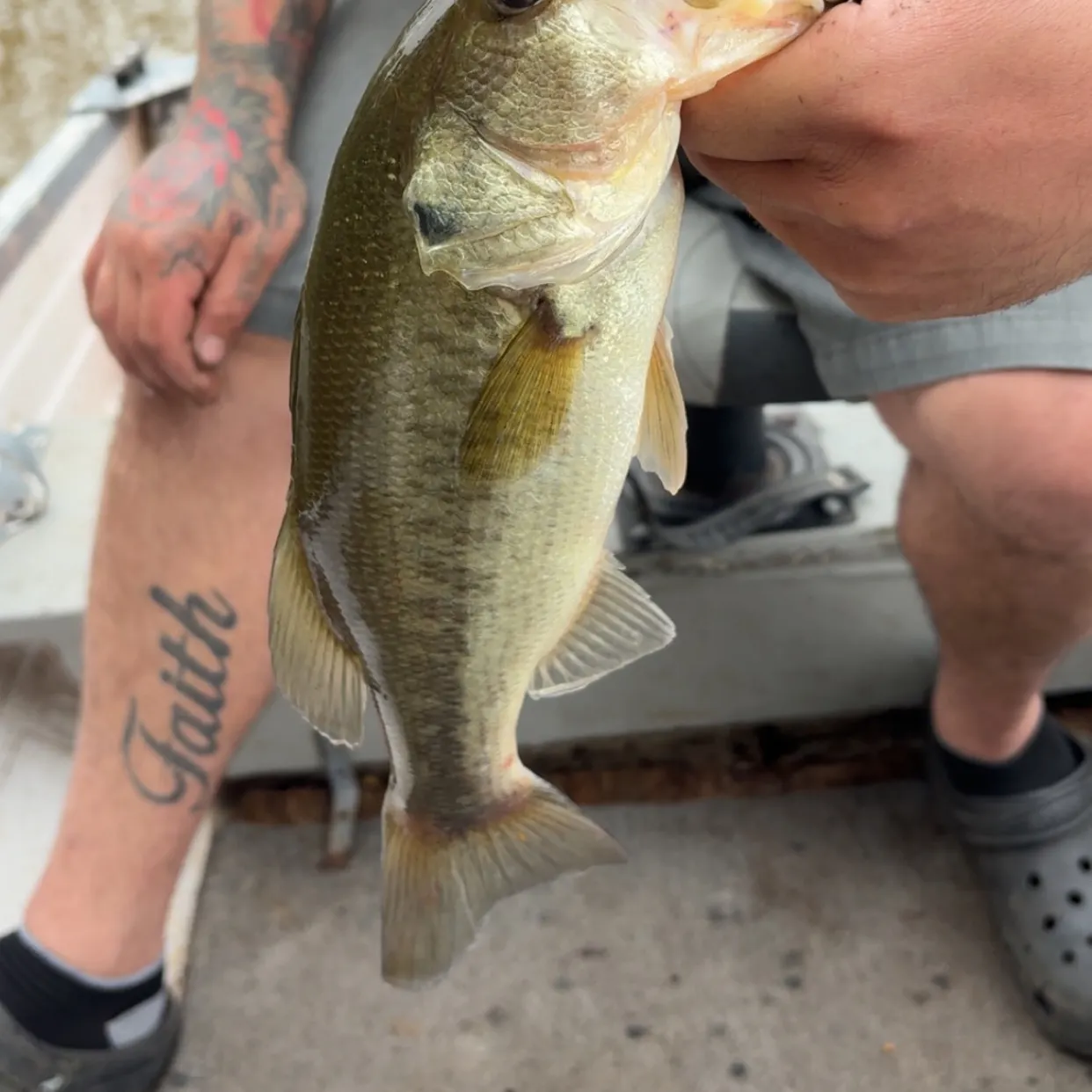 Largemouth bass caught on Fishbrain