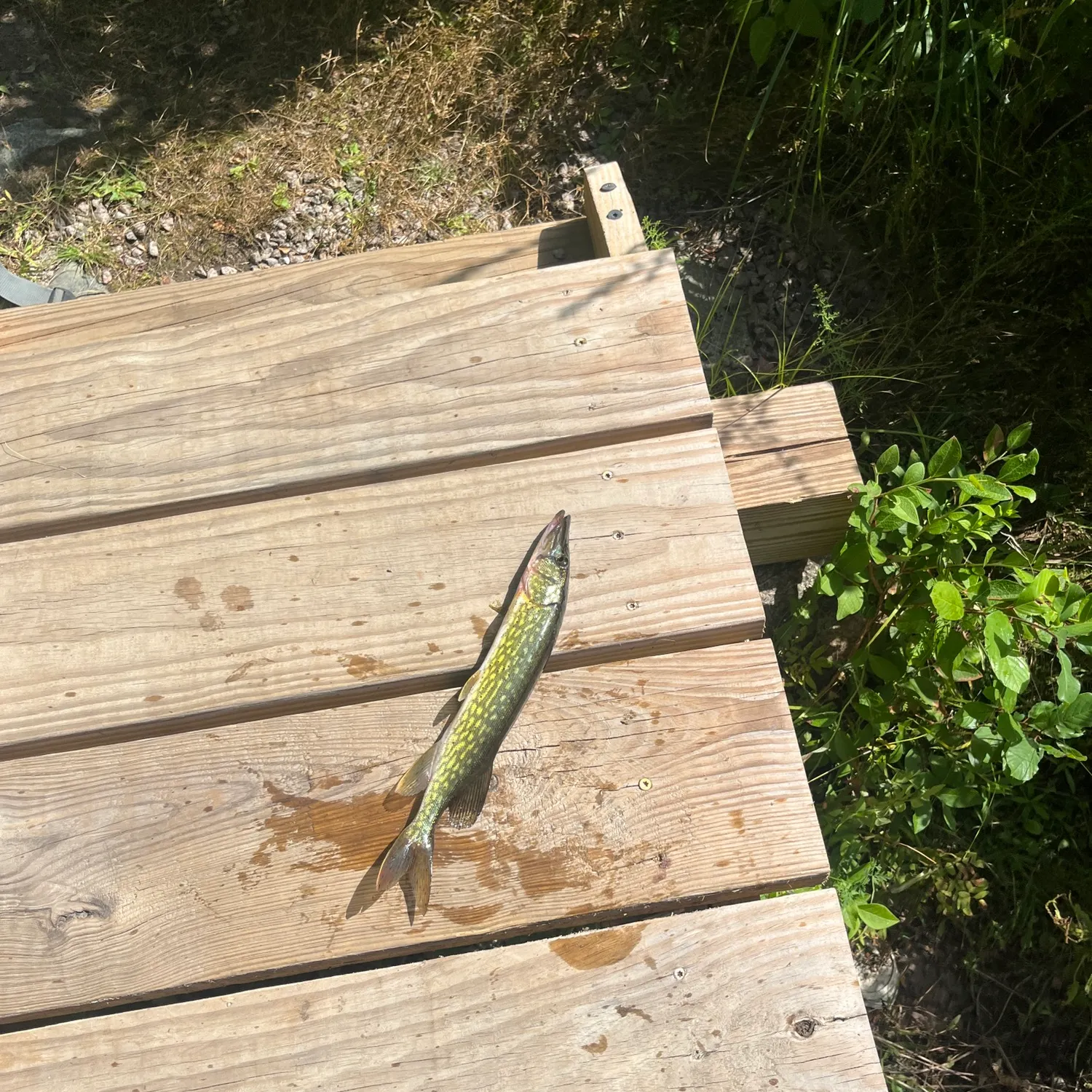 Chain pickerel caught on Fishbrain