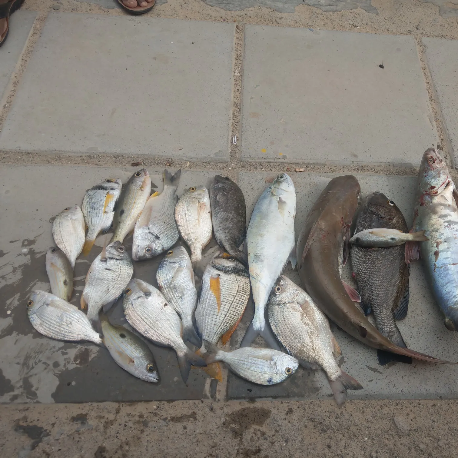 recently logged catches