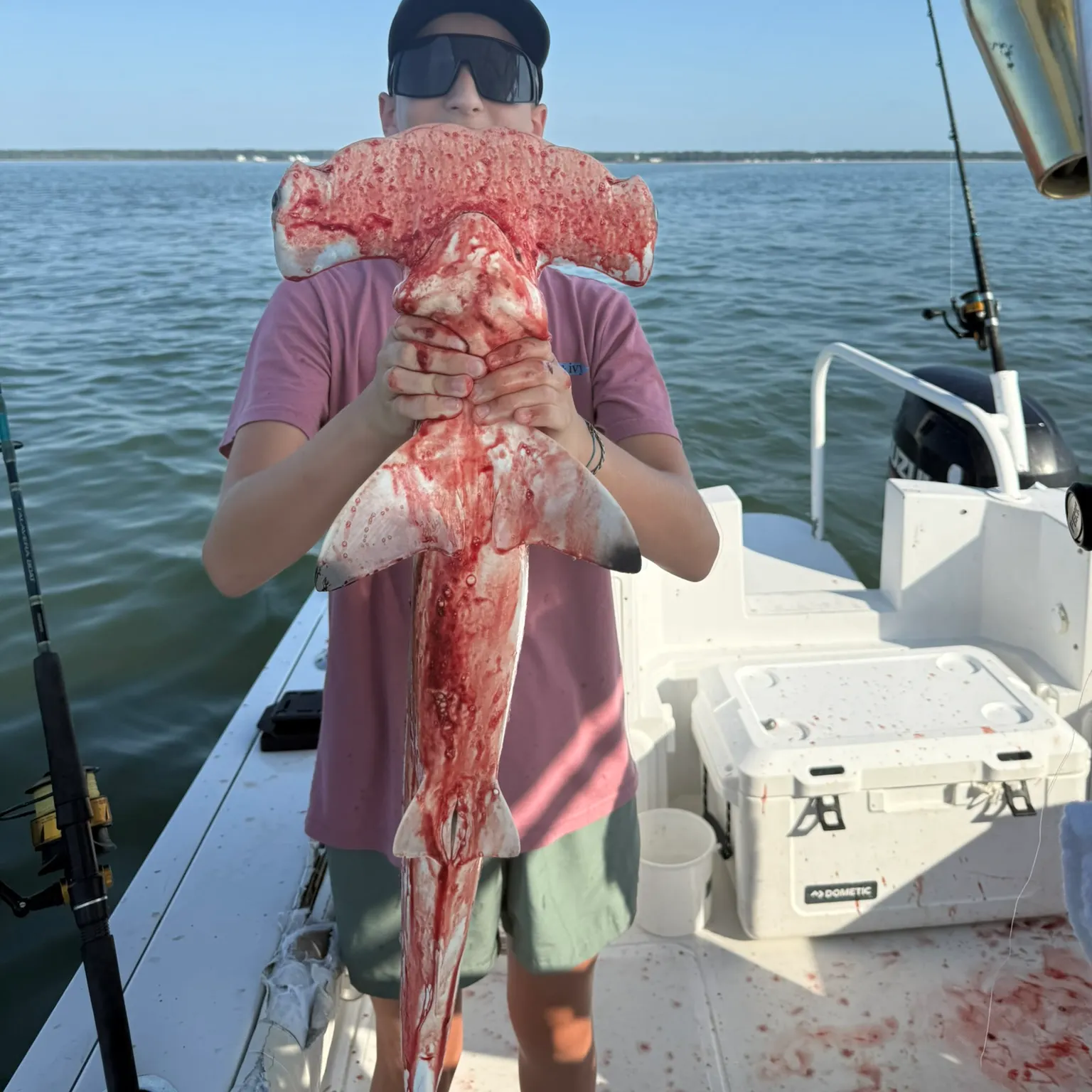 The most recent Smooth hammerhead shark catches on Fishbrain