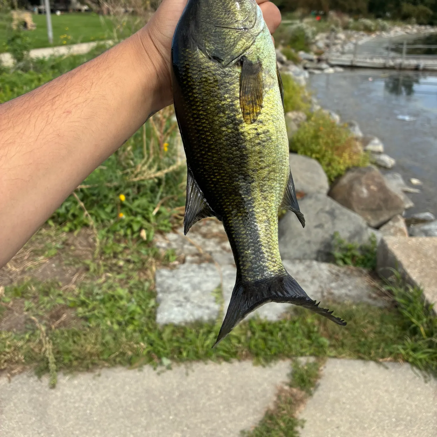 Largemouth bass caught on Fishbrain