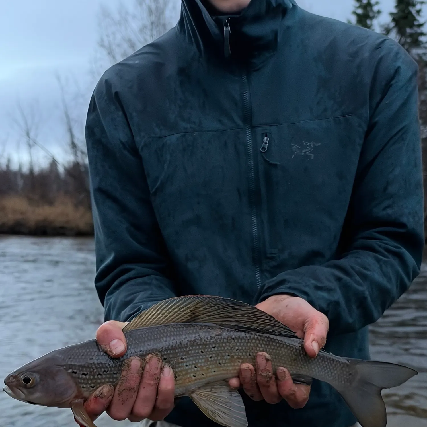 Arctic grayling caught on Fishbrain