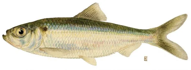 Baitfish