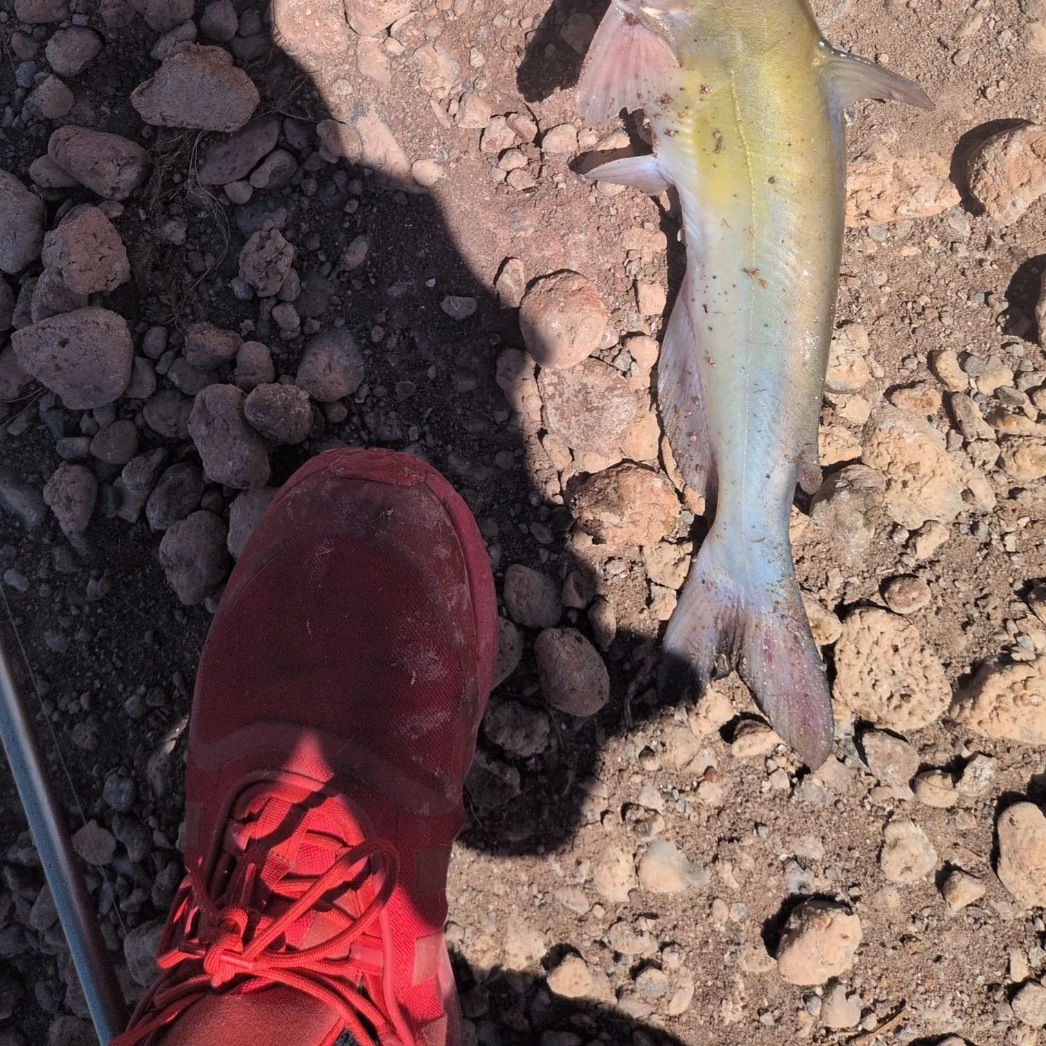 Channel catfish caught on Fishbrain