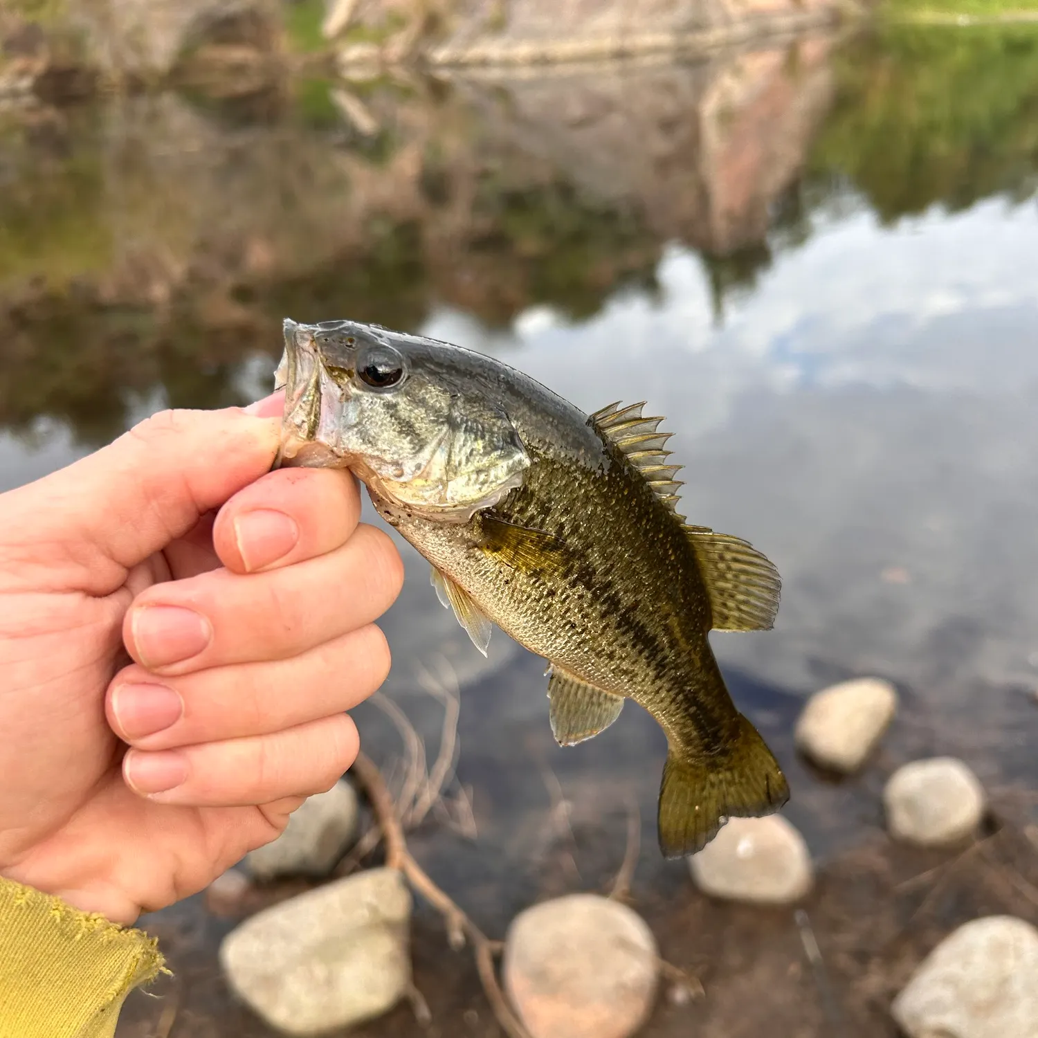 Largemouth bass caught on Fishbrain