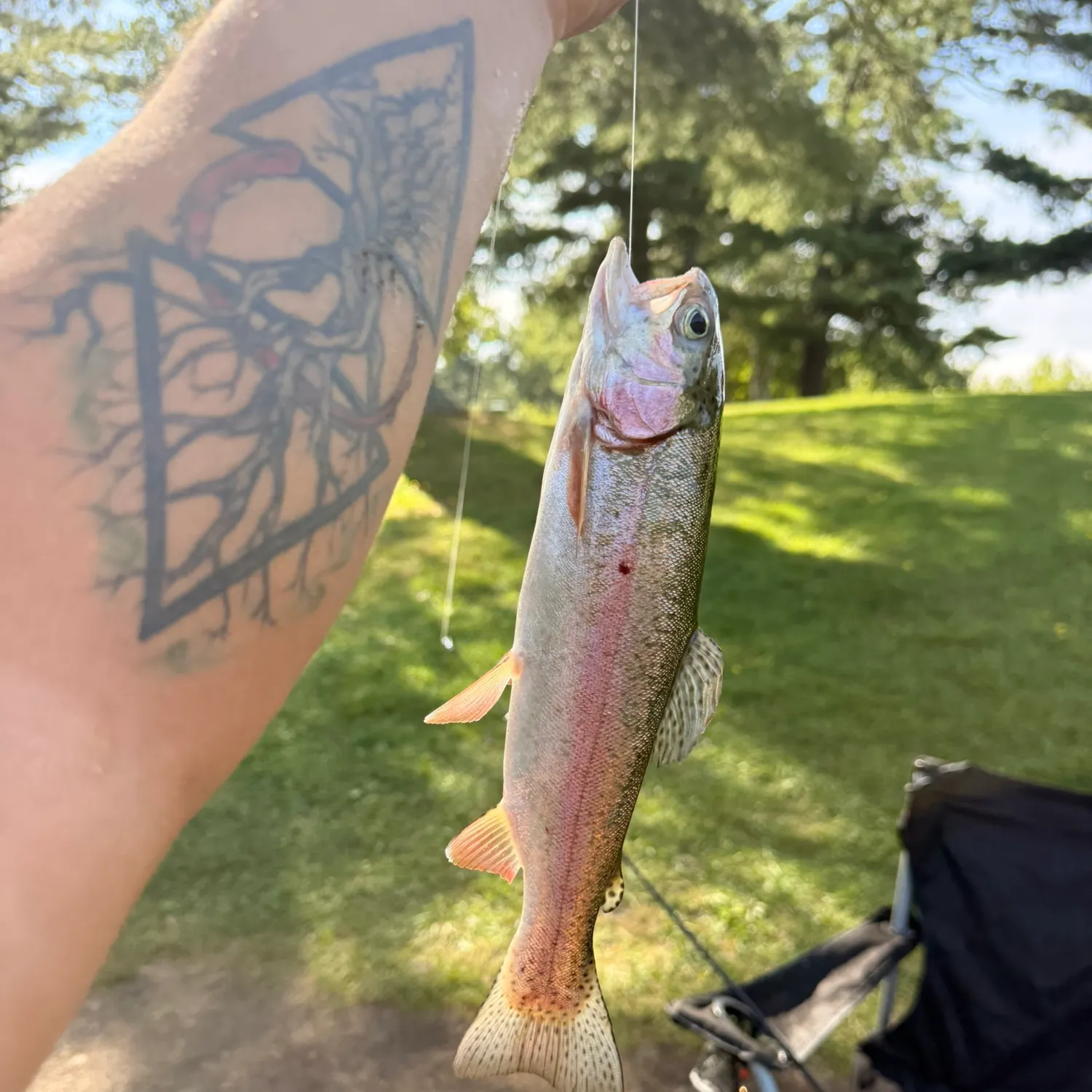 Rainbow trout caught on Fishbrain