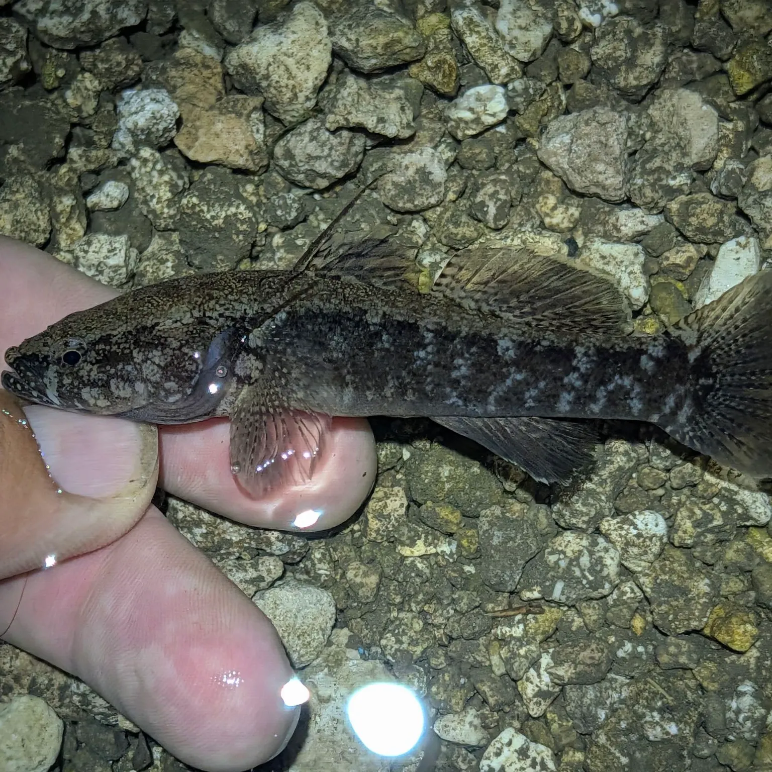 The most recent Sandwich Island sleeper catches on Fishbrain