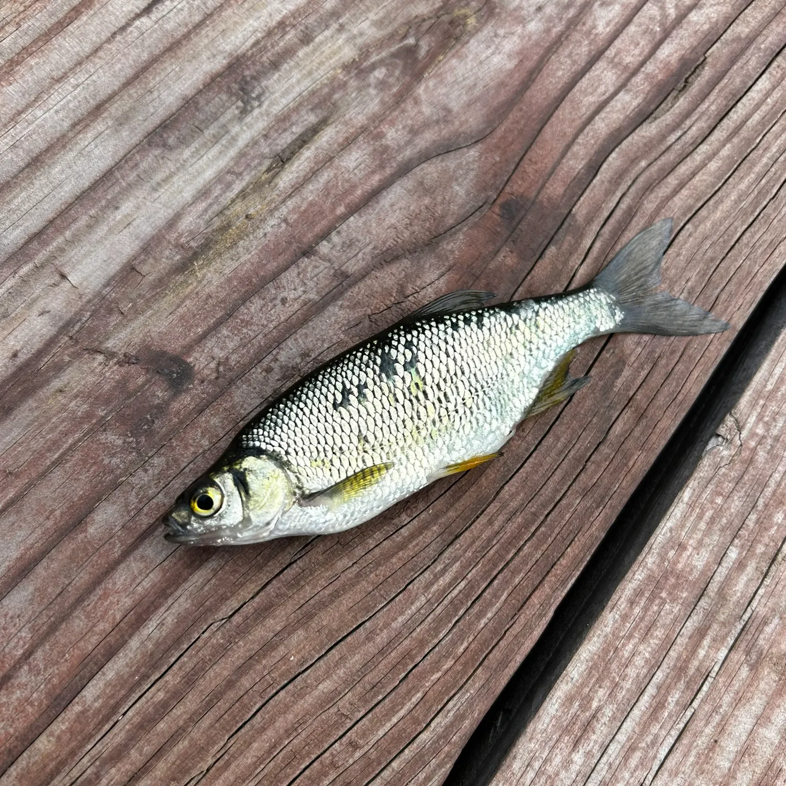 The most recent Golden shiner catches on Fishbrain