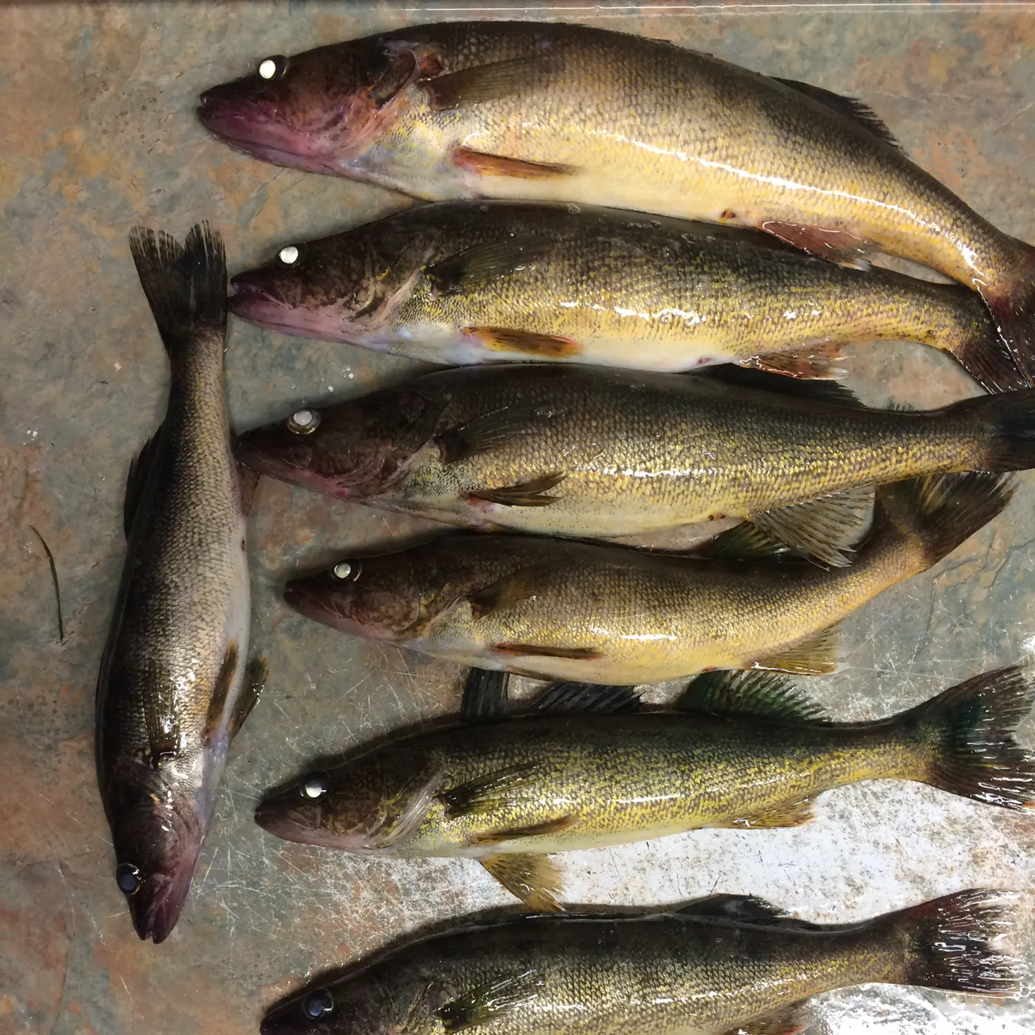 recently logged catches