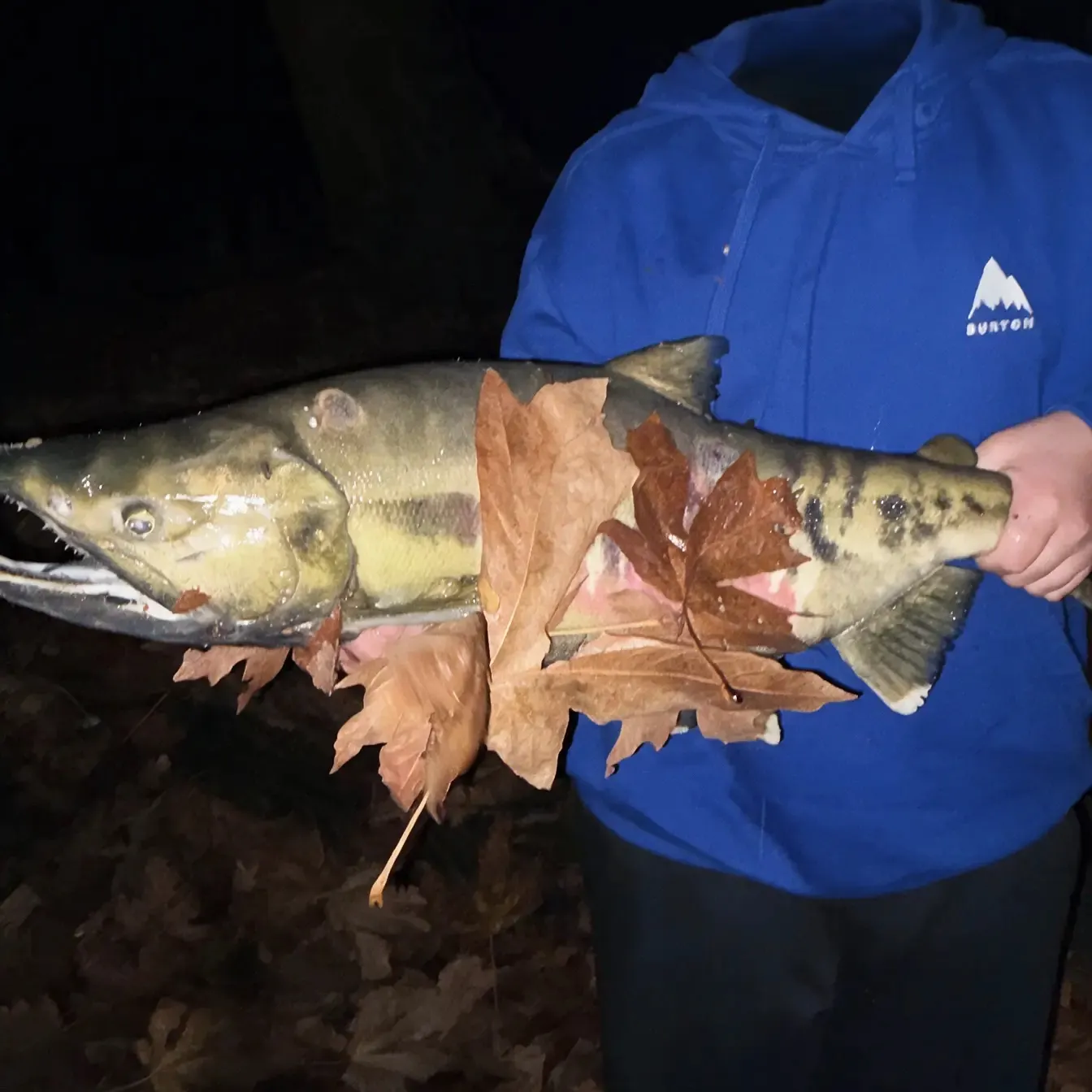 Chum salmon caught on Fishbrain