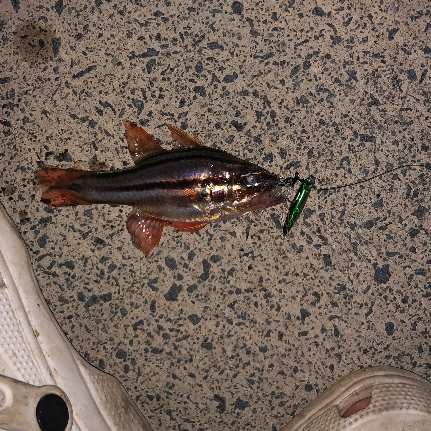 The most recent Sydney cardinalfish catches on Fishbrain