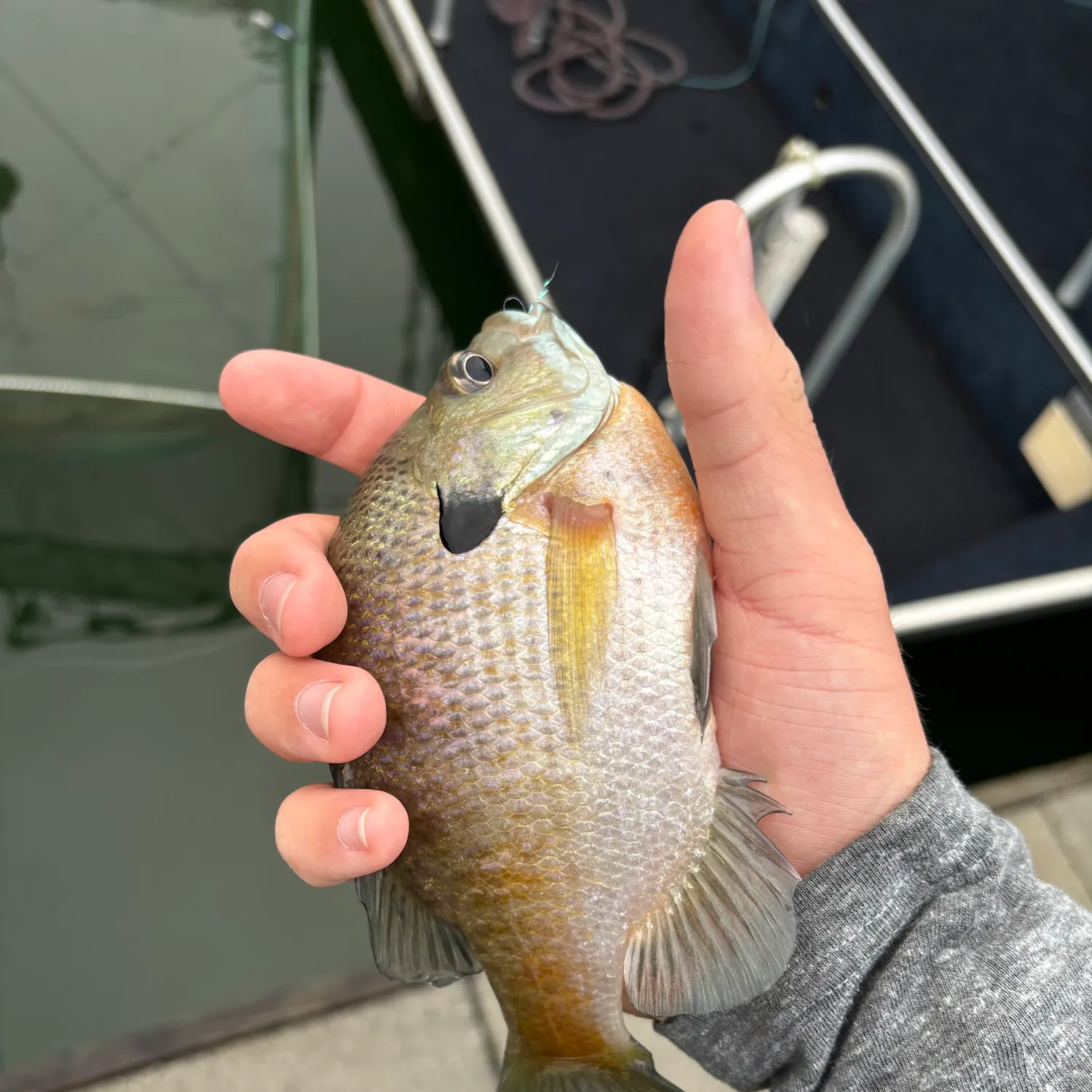 Redbreast sunfish caught on Fishbrain