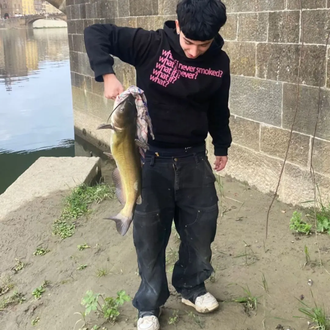 Channel catfish caught on Fishbrain