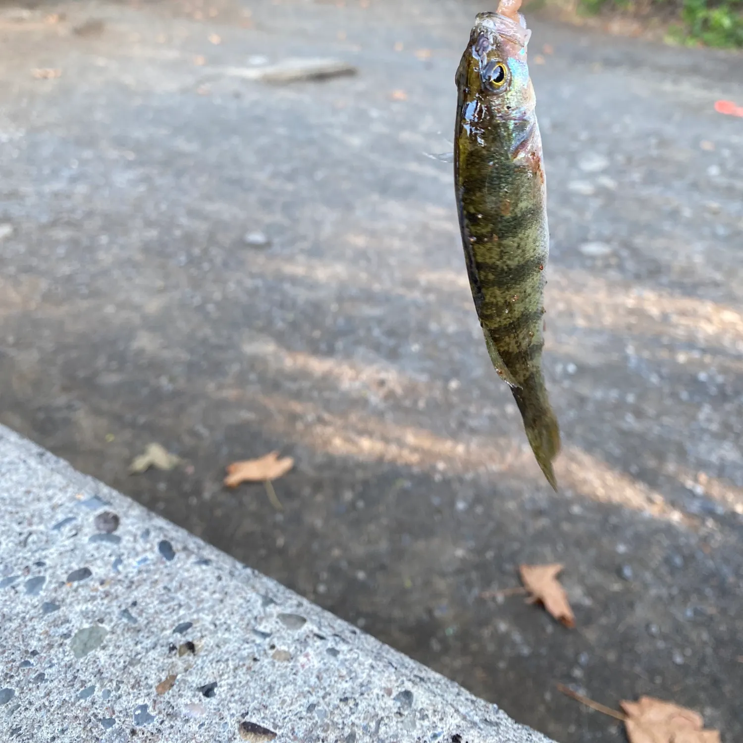 Common logperch caught on Fishbrain