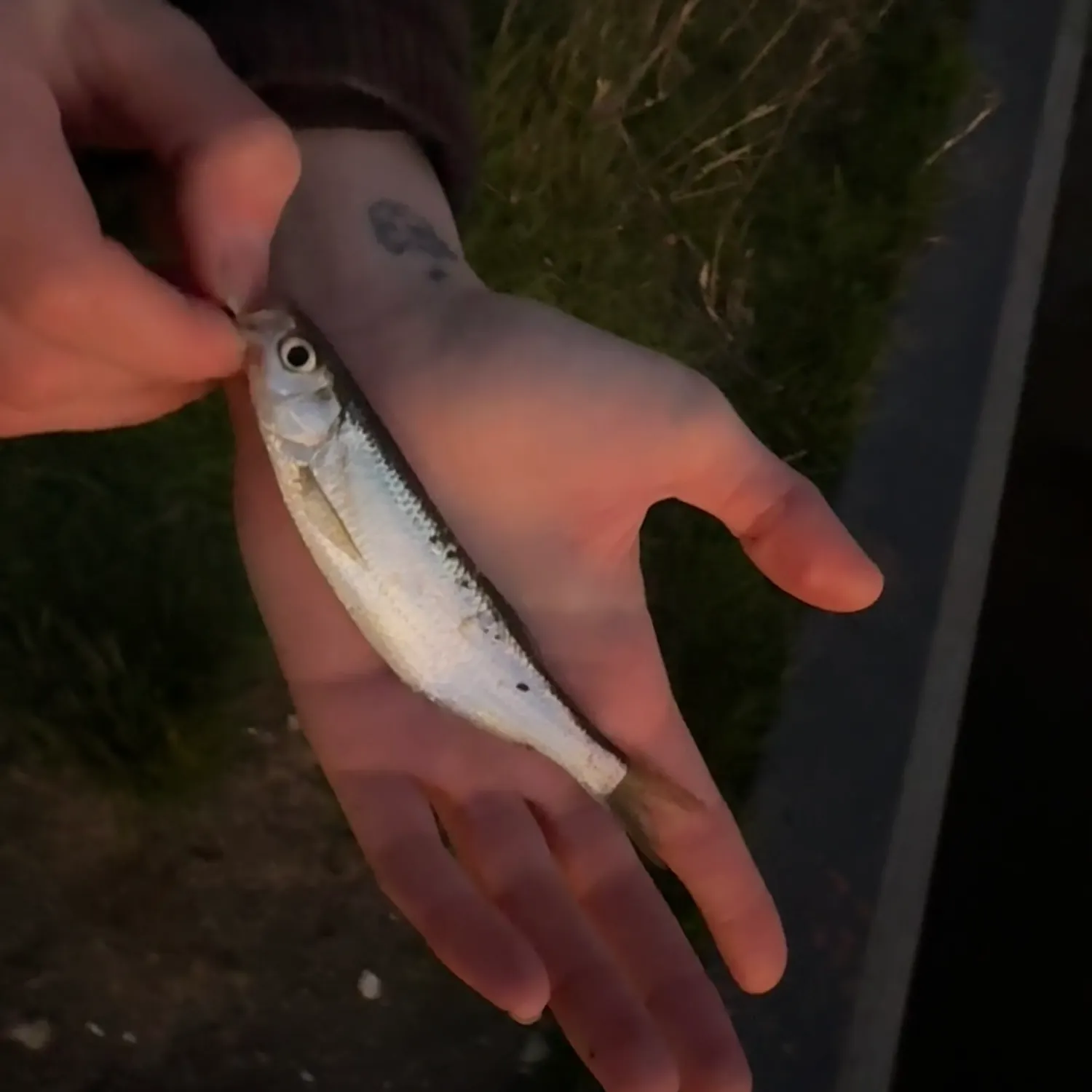 The most recent Common bleak catches on Fishbrain