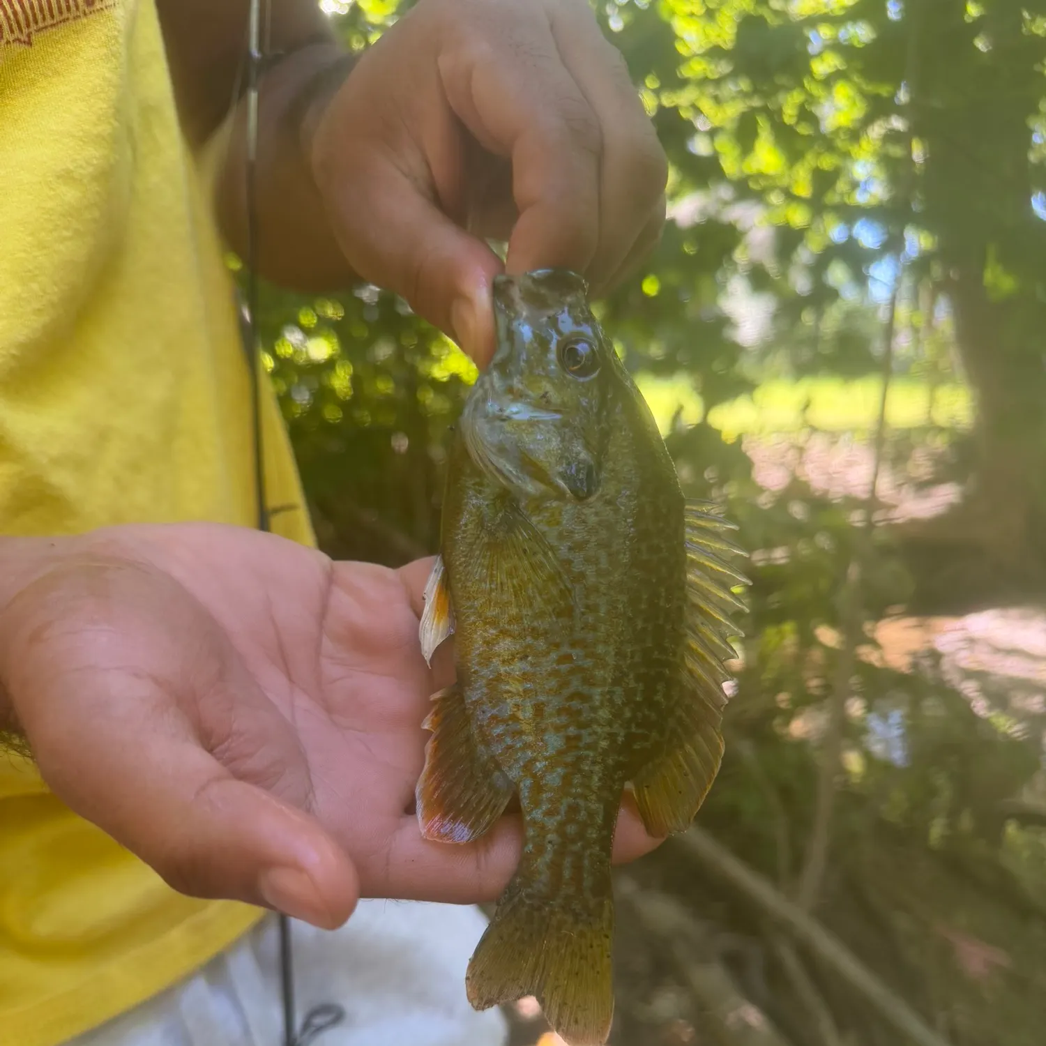 Greengill hybrid caught on Fishbrain