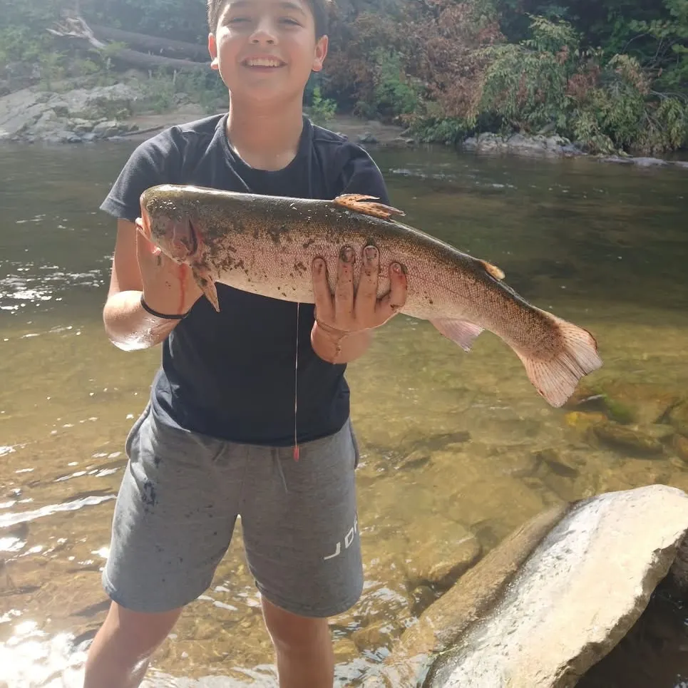 Rainbow trout caught on Fishbrain