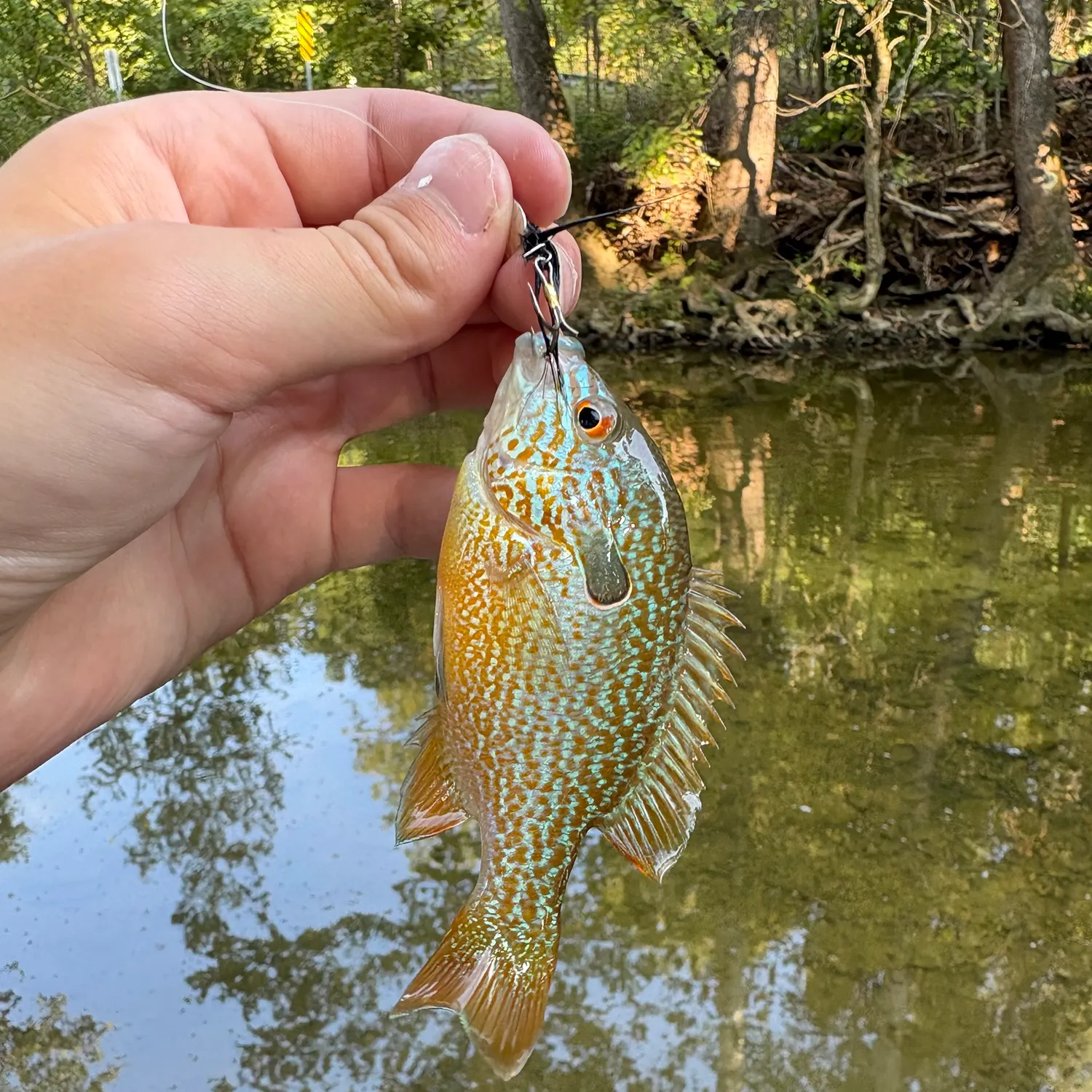 Longear sunfish caught on Fishbrain