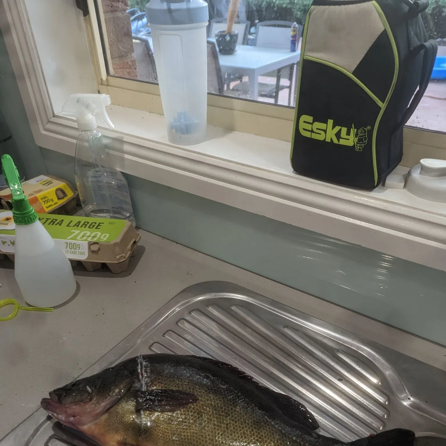 Golden perch caught on Fishbrain