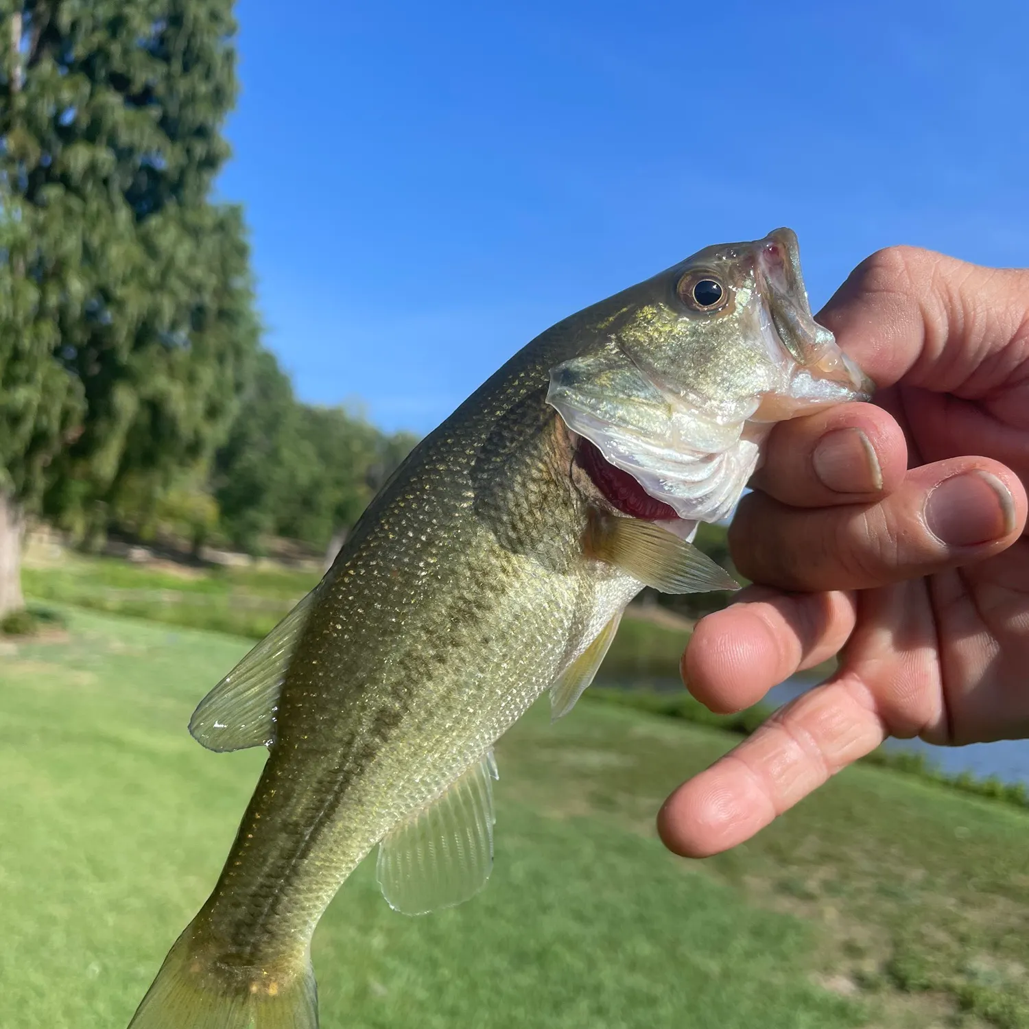 Largemouth bass caught on Fishbrain
