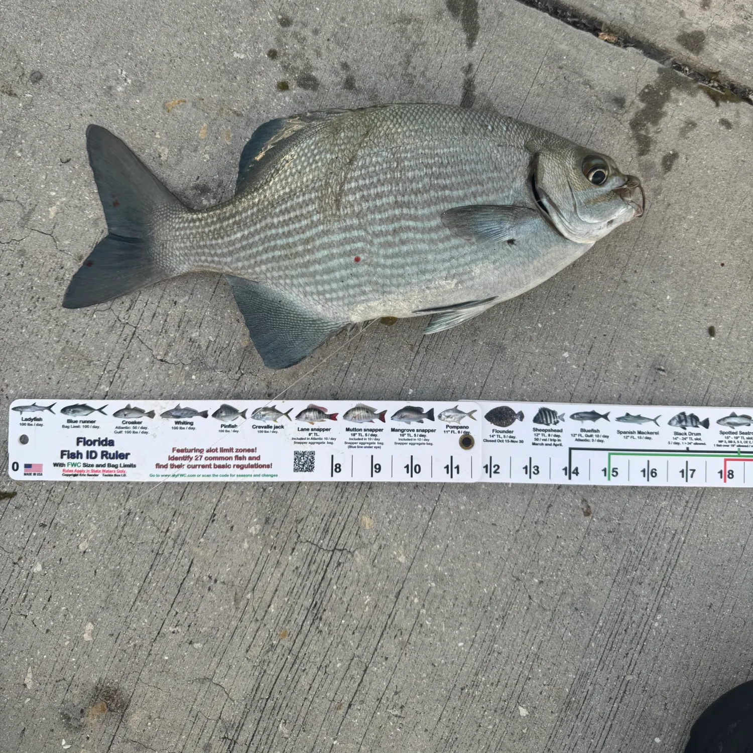 Striped mojarra caught on Fishbrain