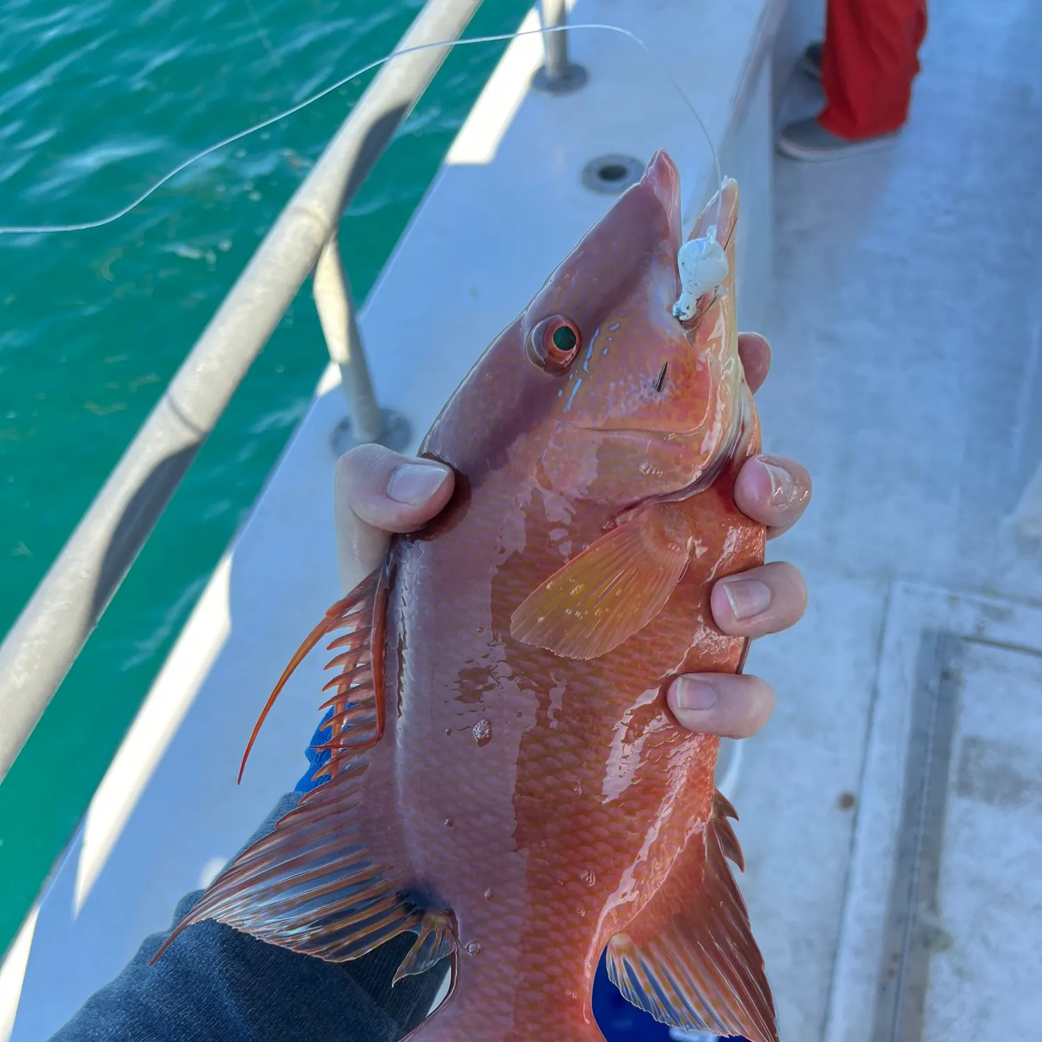 The most recent Hogfish catches on Fishbrain