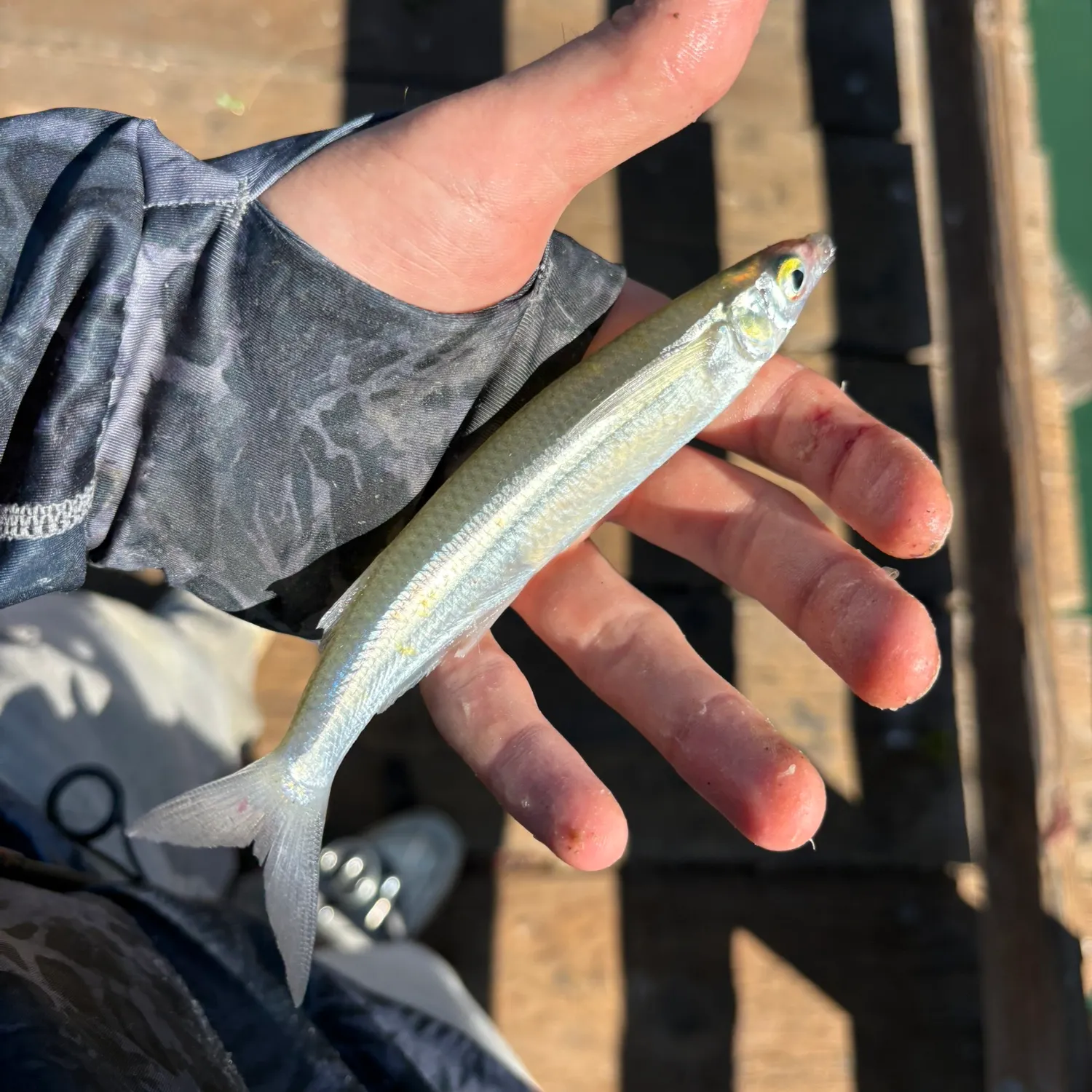 Jack silverside caught on Fishbrain
