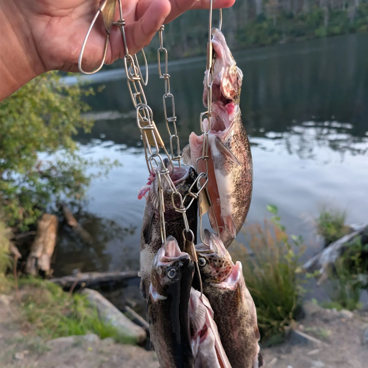 Rainbow trout caught on Fishbrain