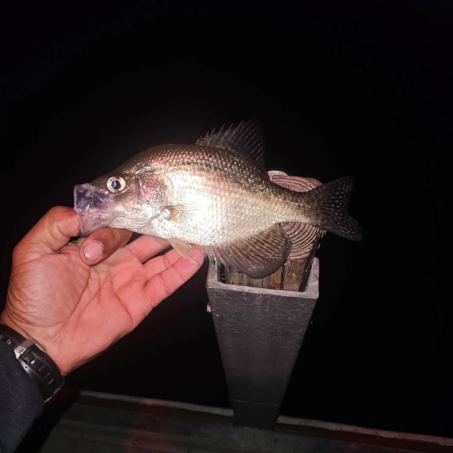 White crappie caught on Fishbrain