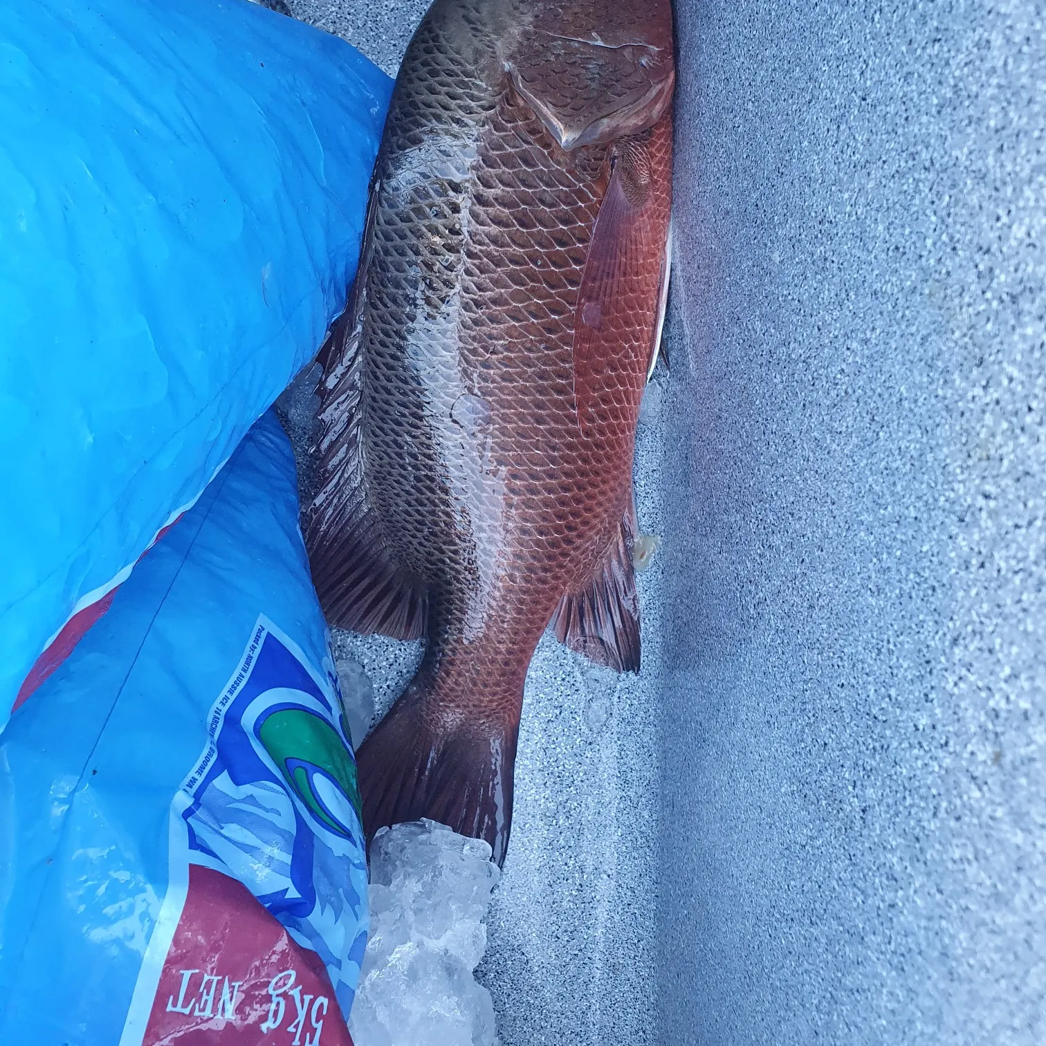 Mangrove snapper caught on Fishbrain