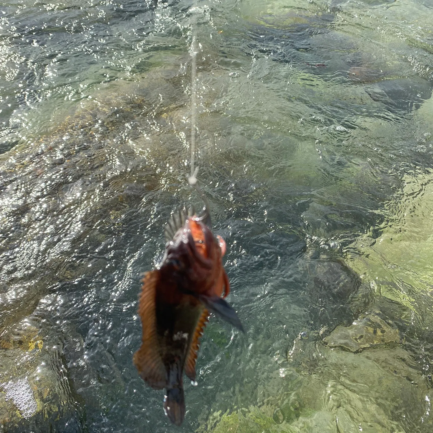 most liked catch image