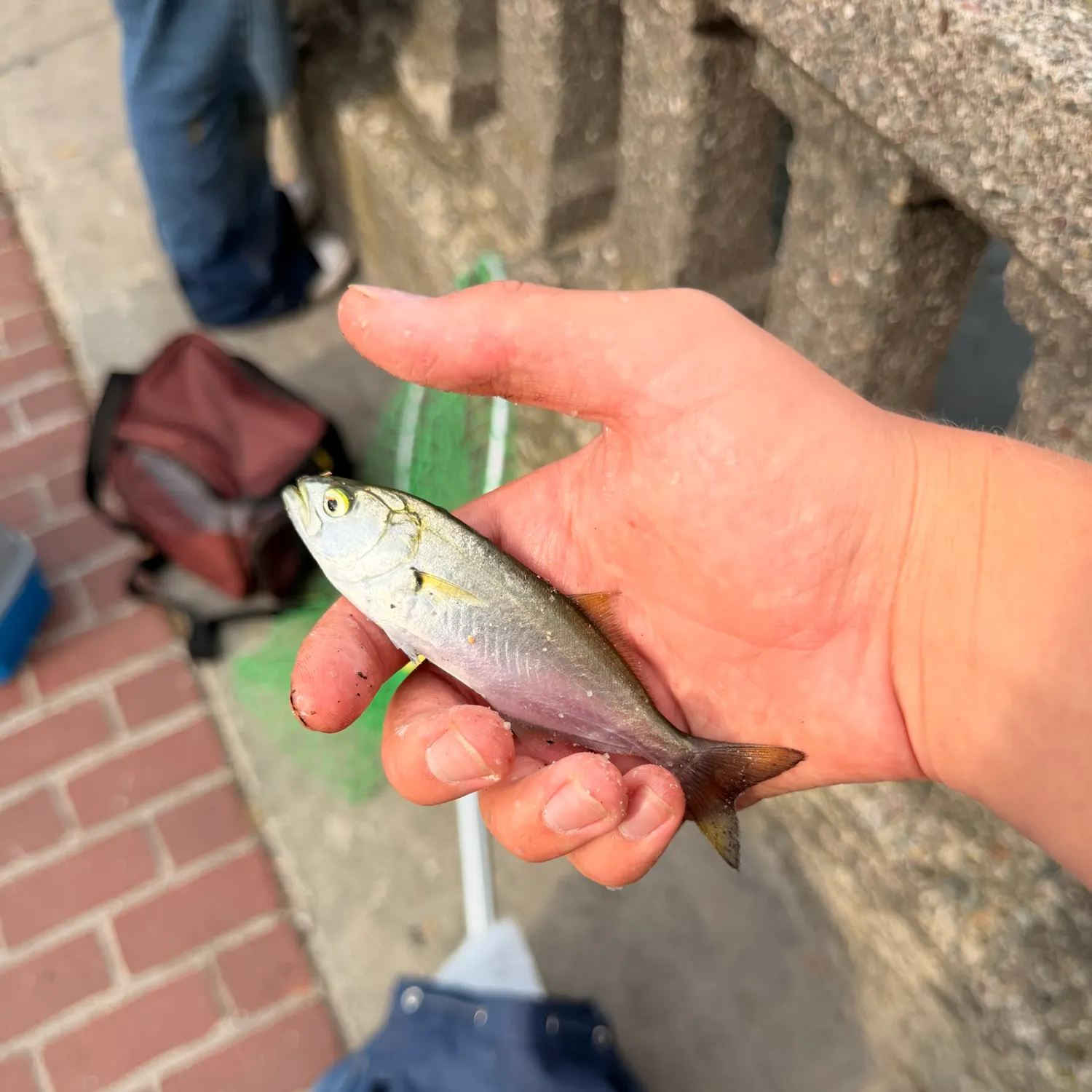 Bluefish caught on Fishbrain