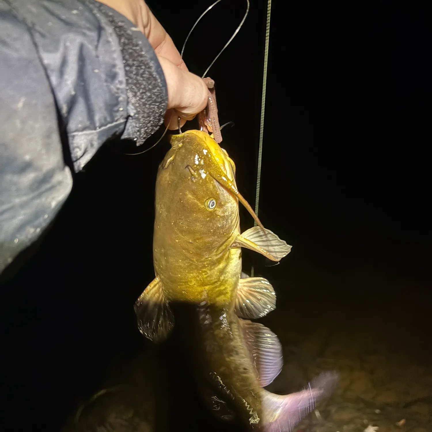 The most recent Brown bullhead catches on Fishbrain