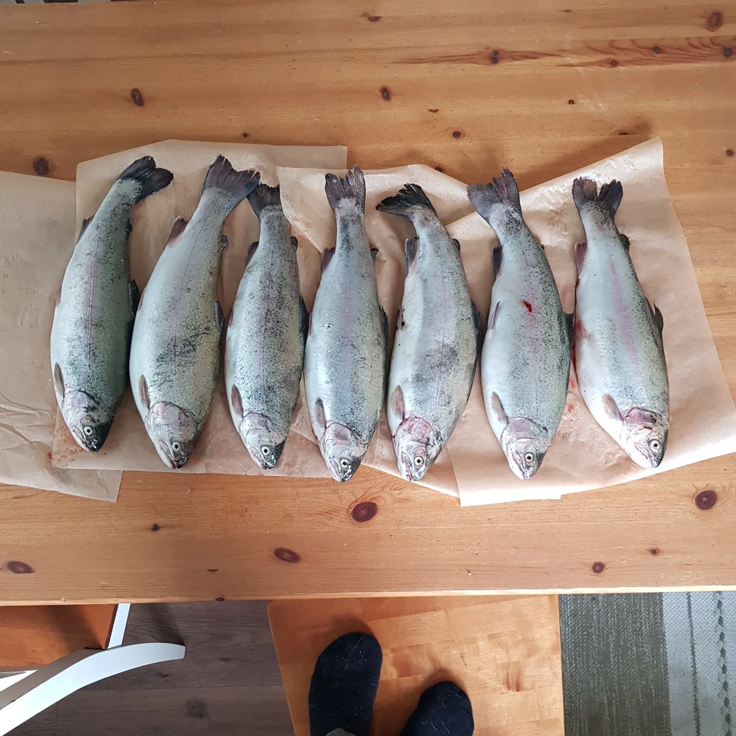 recently logged catches