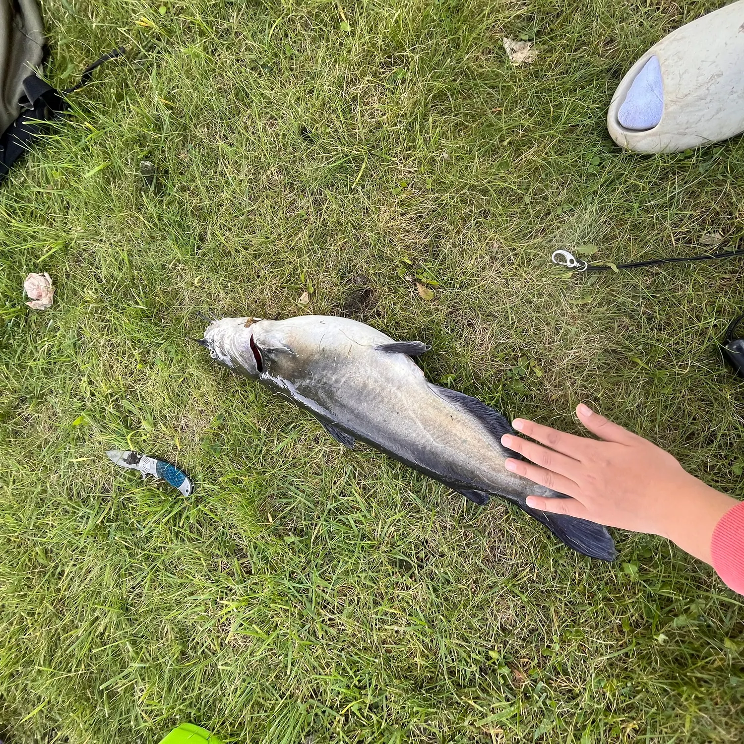 Channel catfish caught on Fishbrain