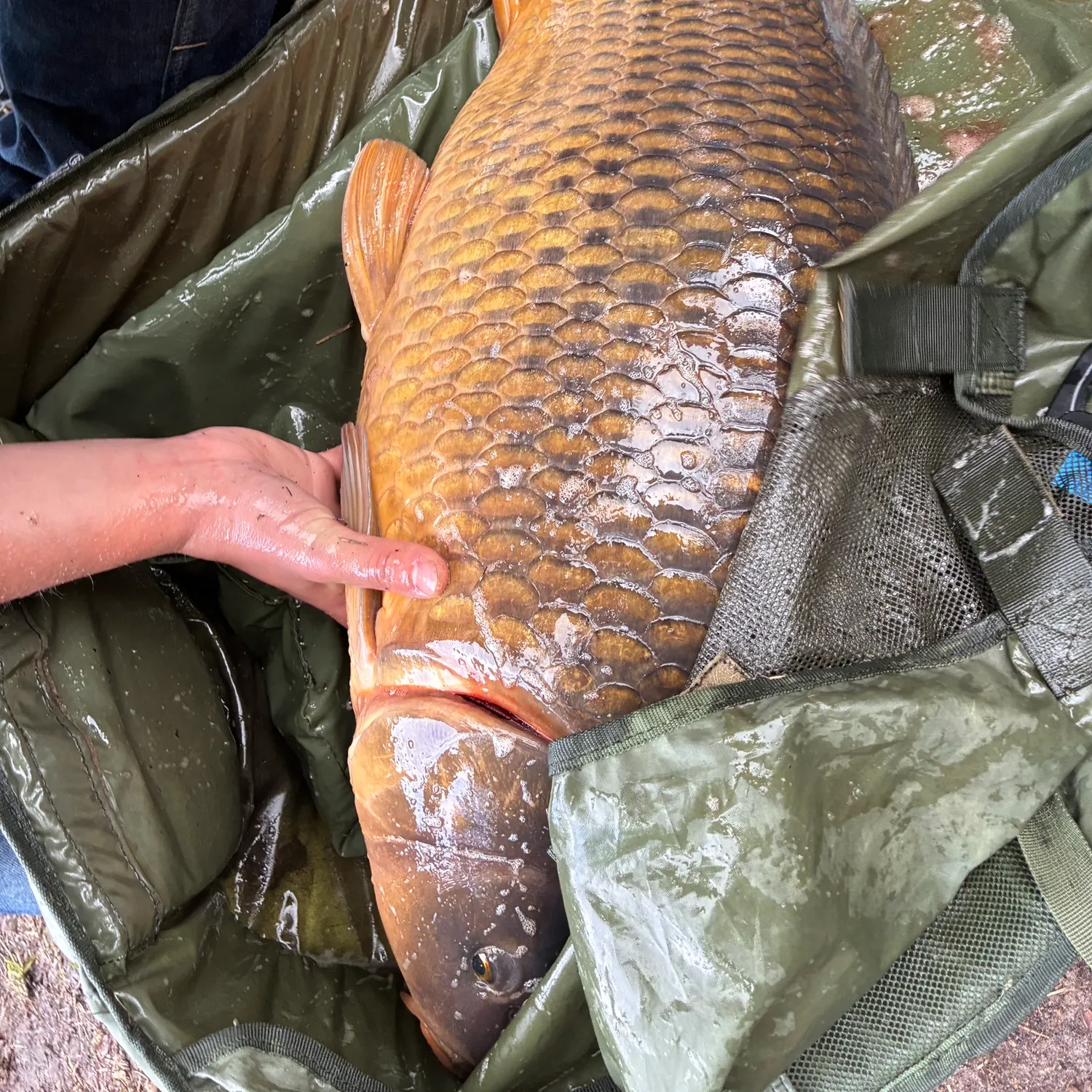 Common carp caught on Fishbrain